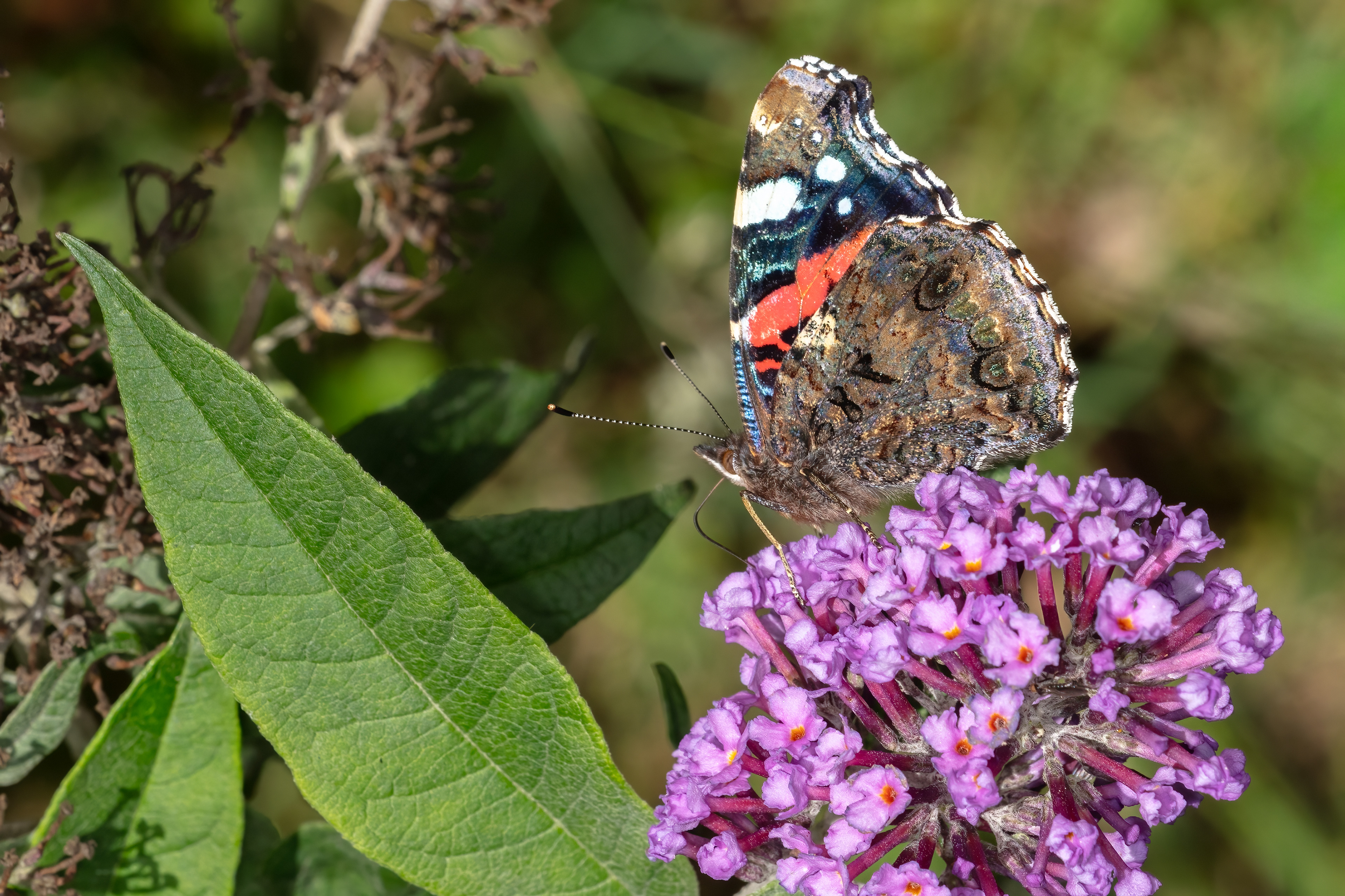 Red Admiral Butterfly