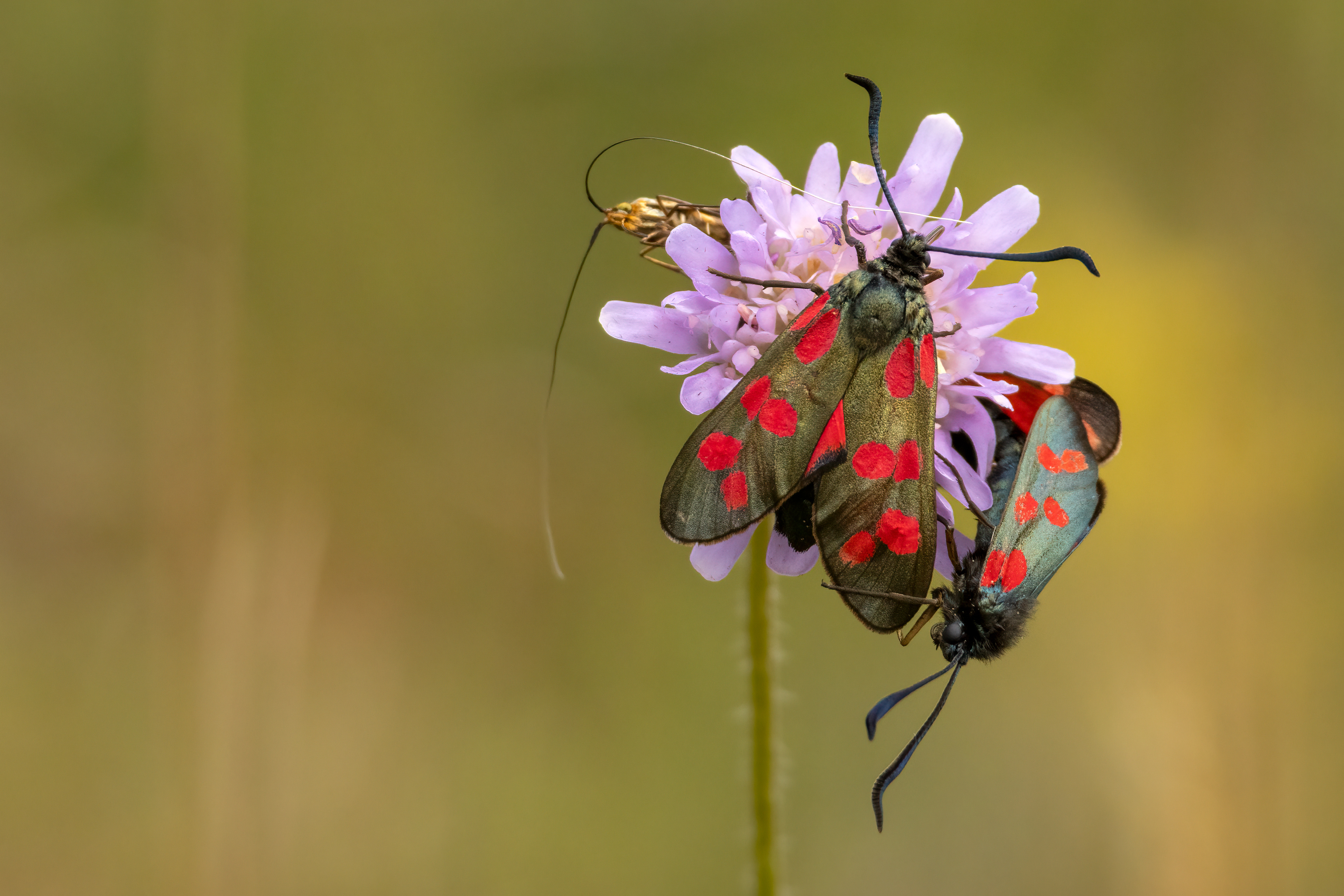 Six Spot Burnet Moths