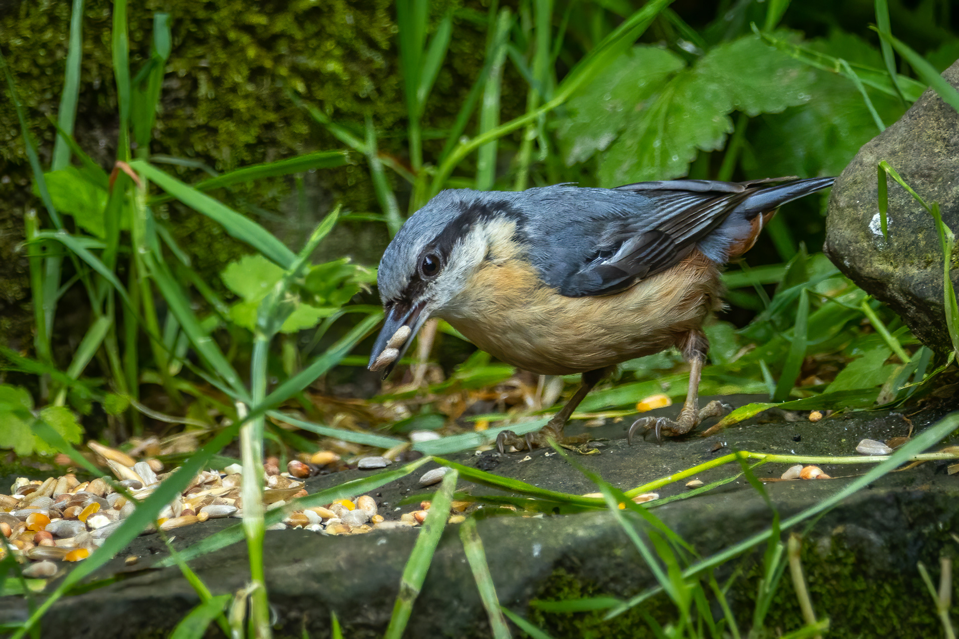 Nuthatch