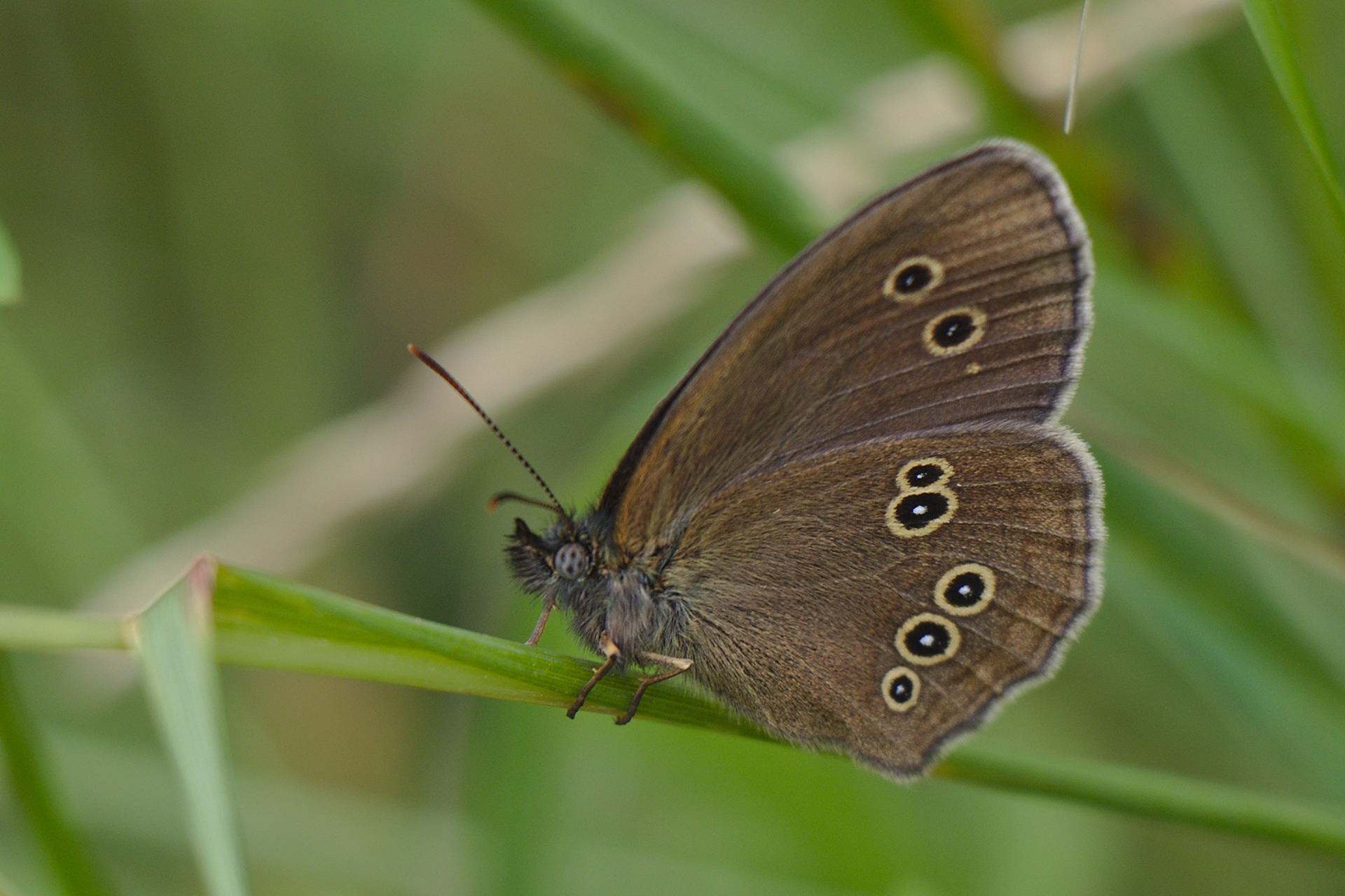 Ringlet Butterfly