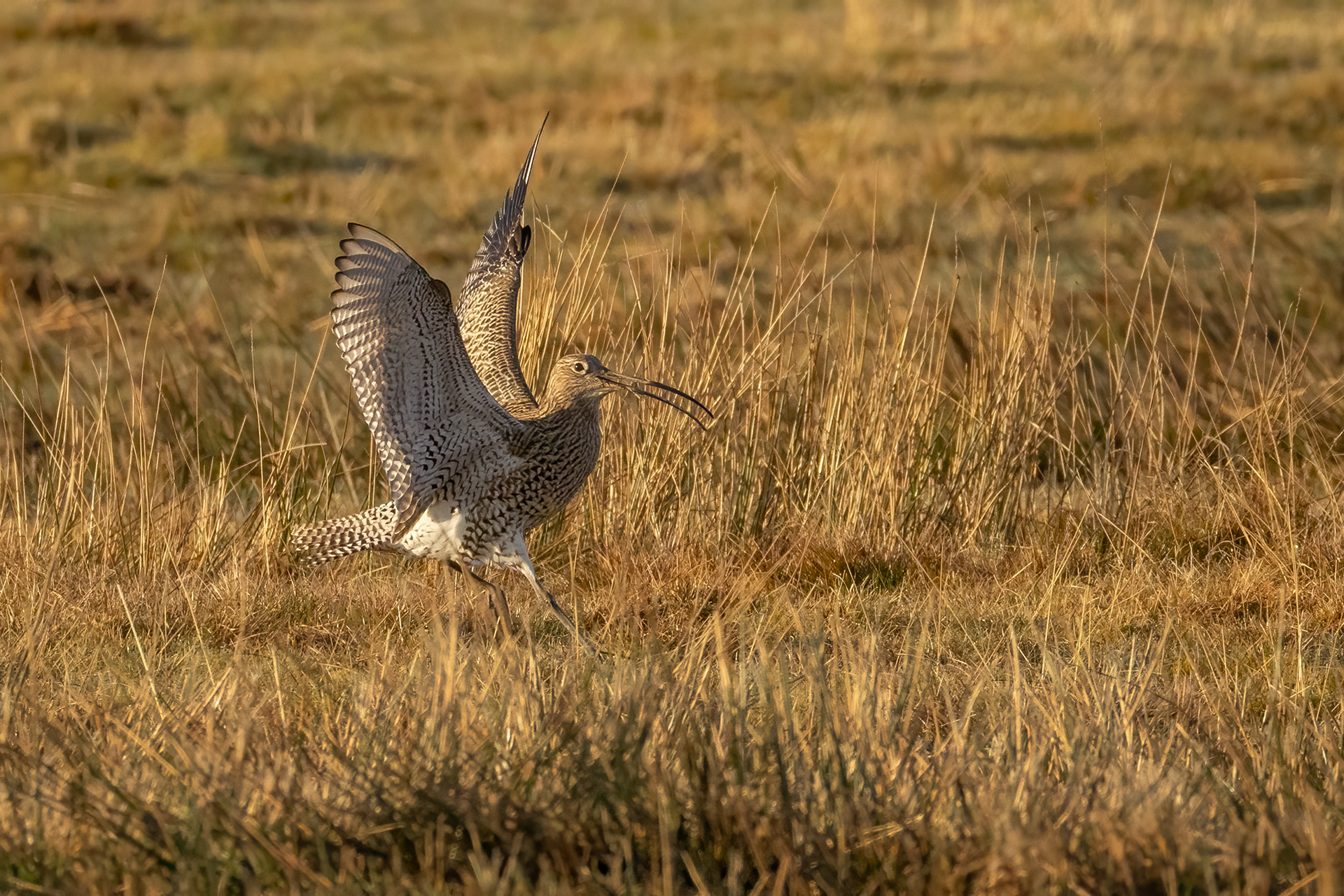 Curlew