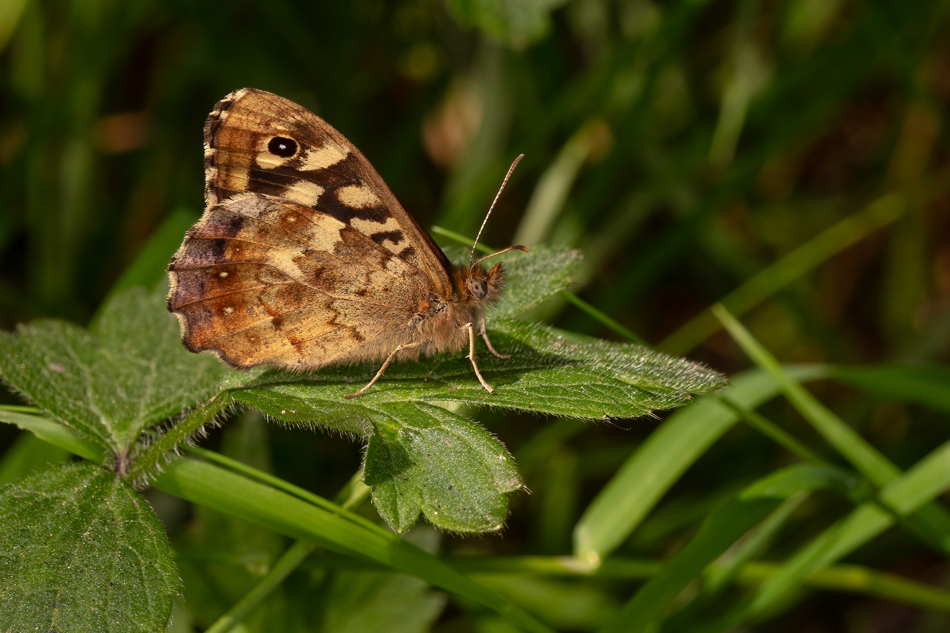 Speckled Wood Butterfly
