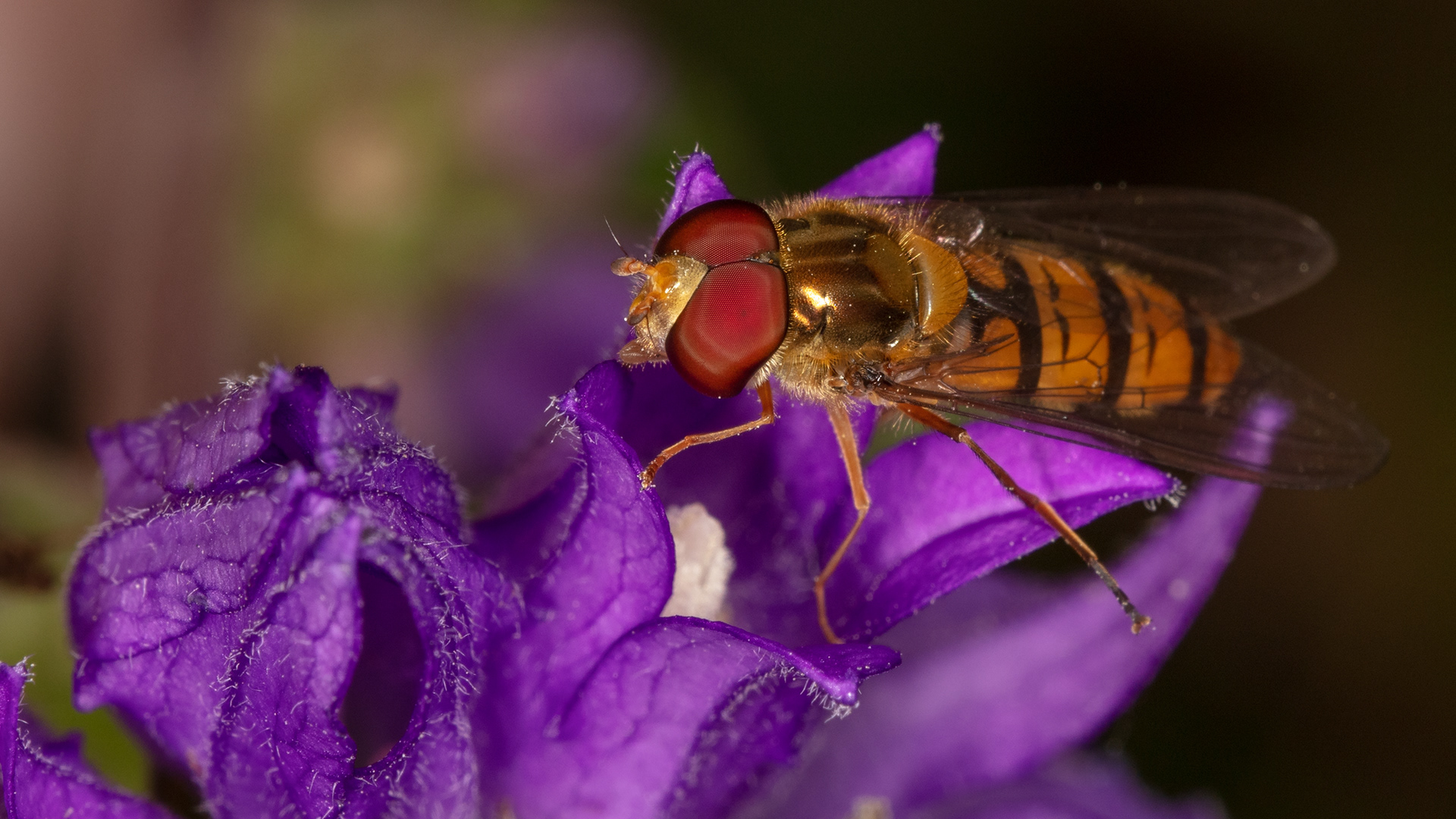 Hoverfly