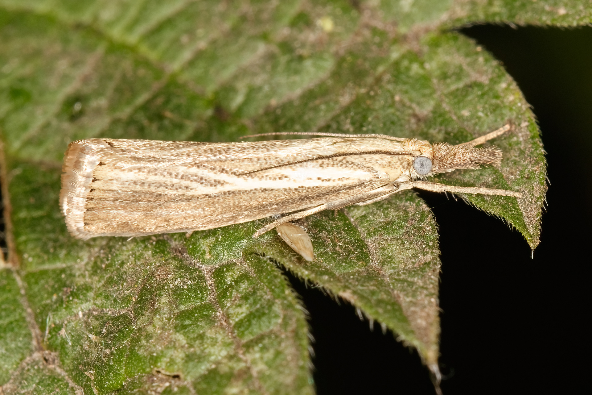Straw Grass-veneer moth