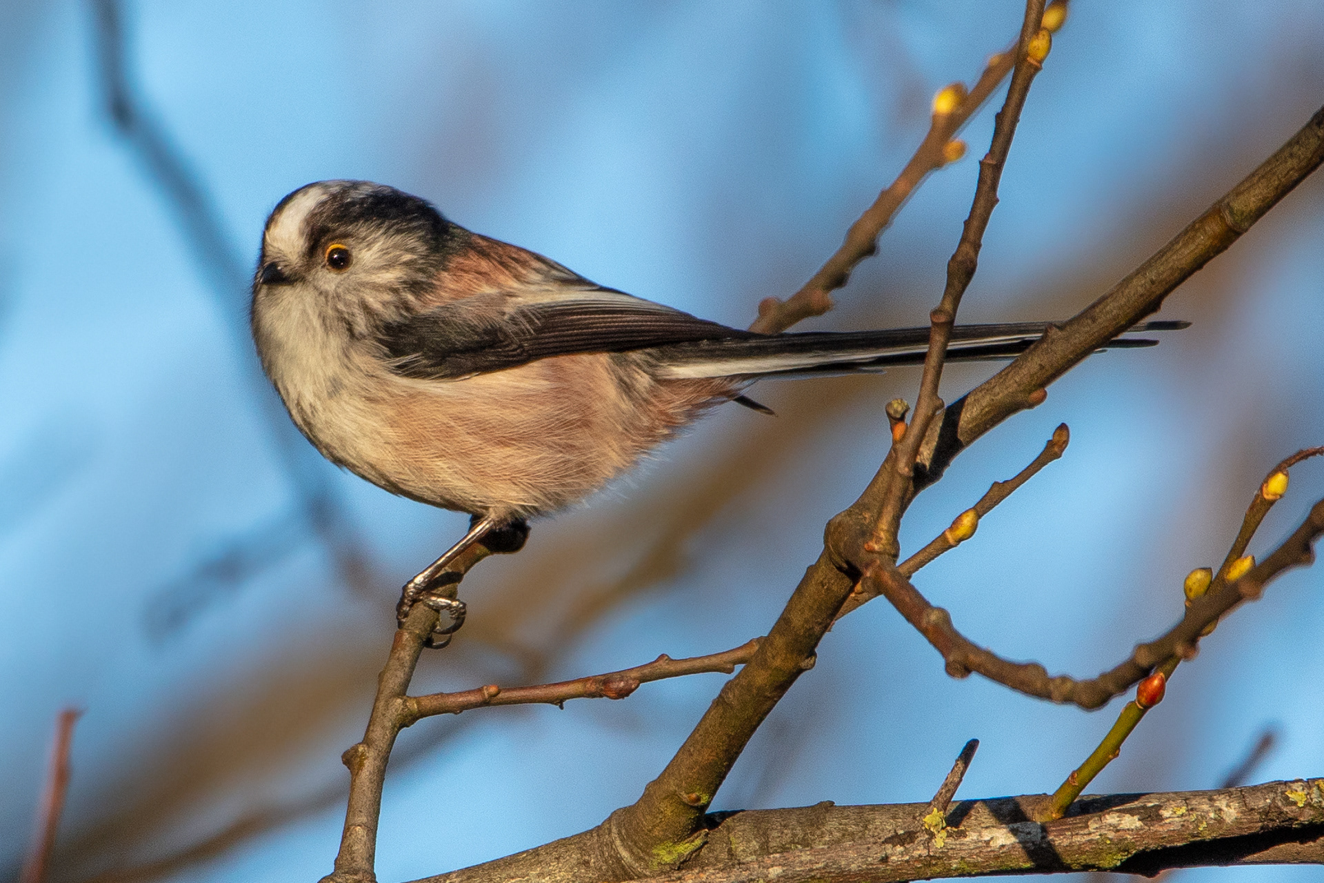 Long tailed tit