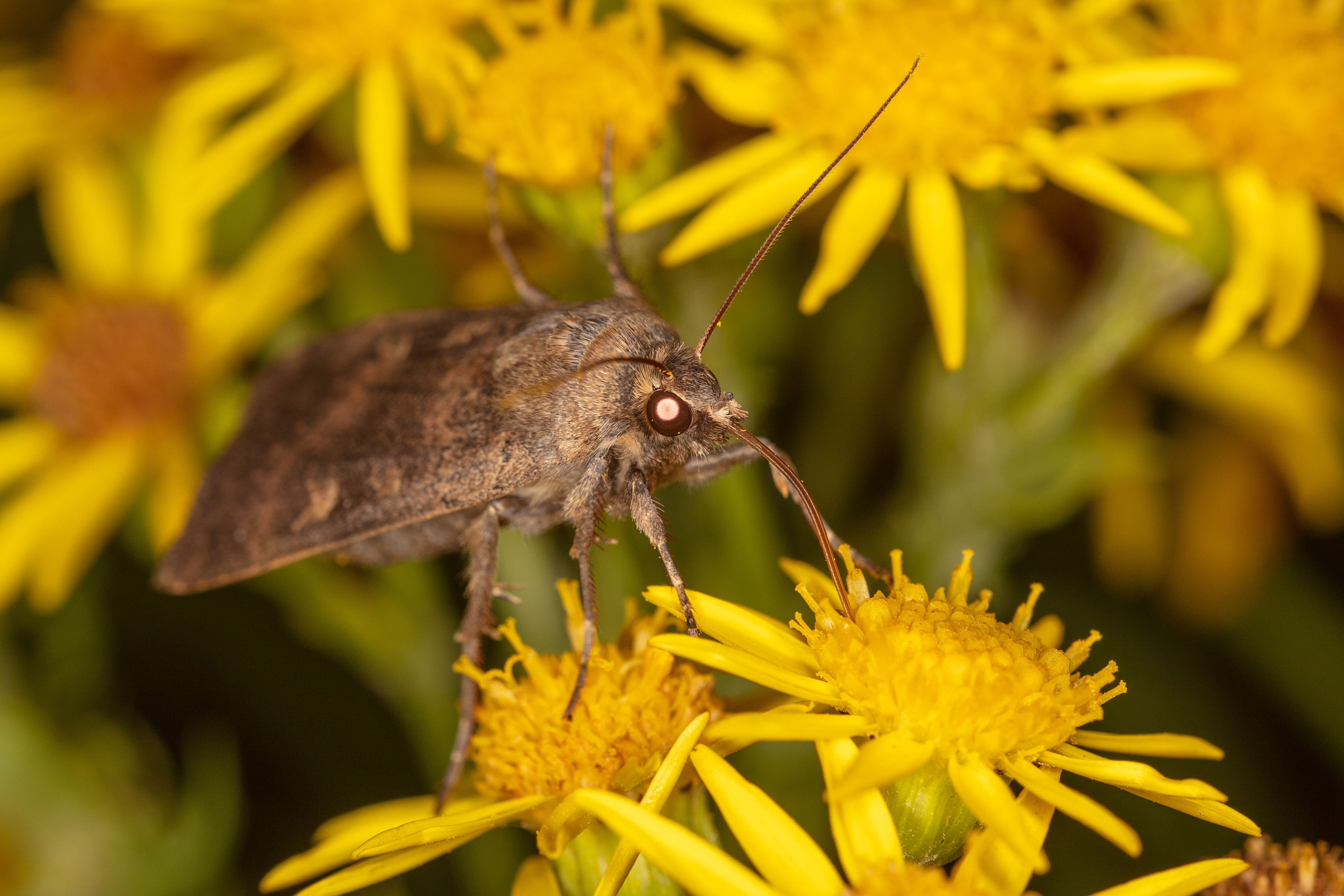 Large Yellow Underwing