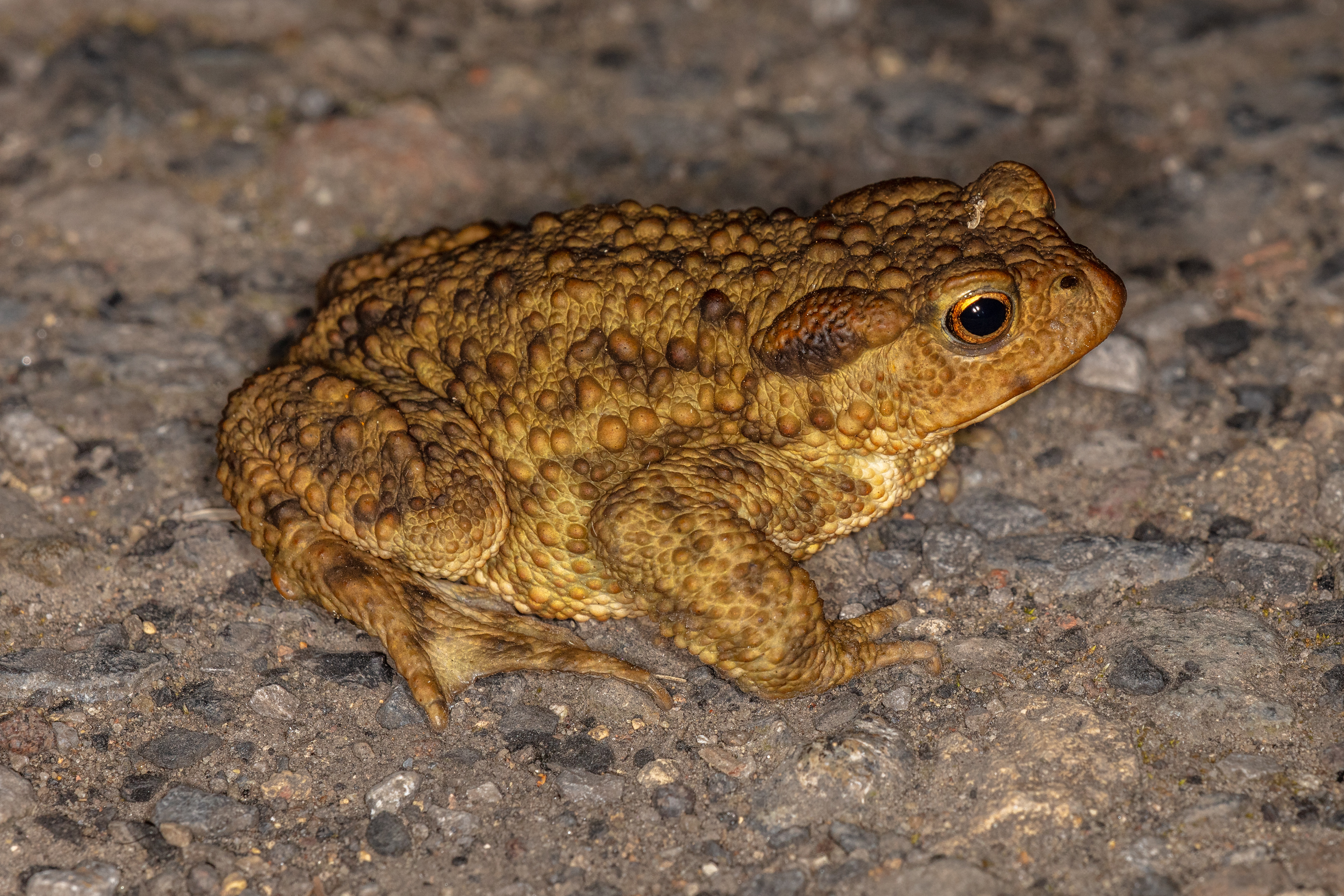 Common Toad