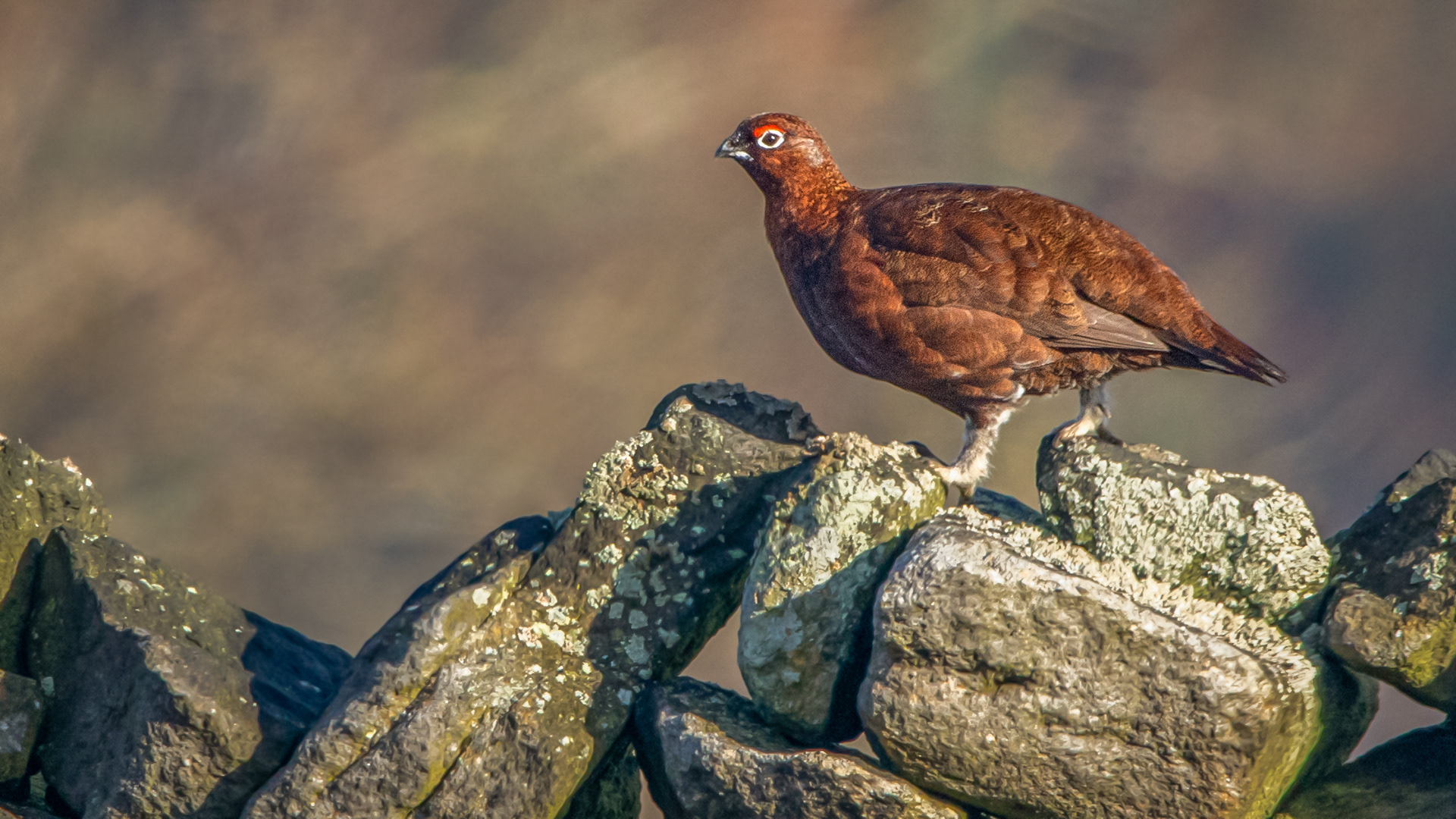 Red Grouse