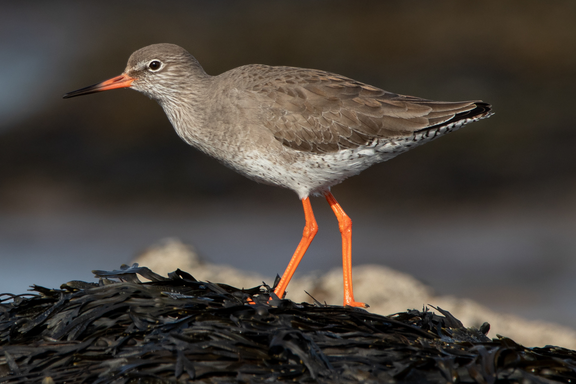 Redshank