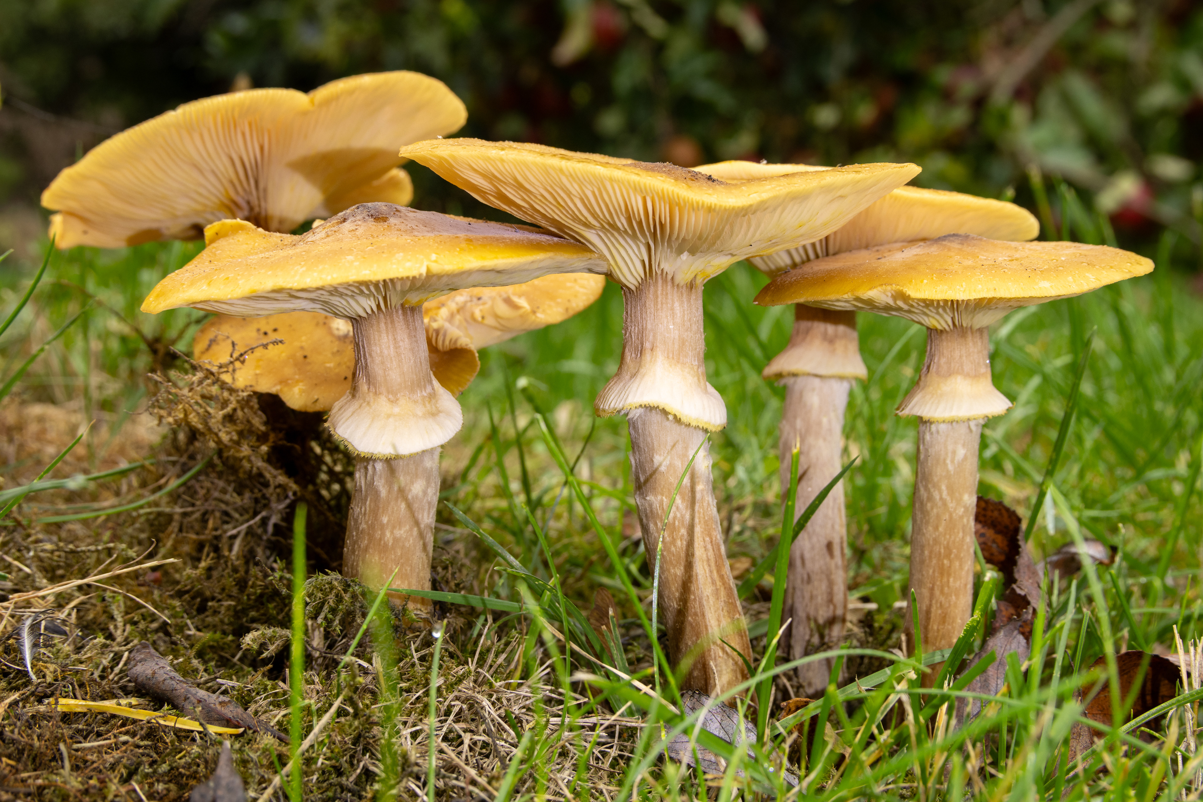 Honey Fungus