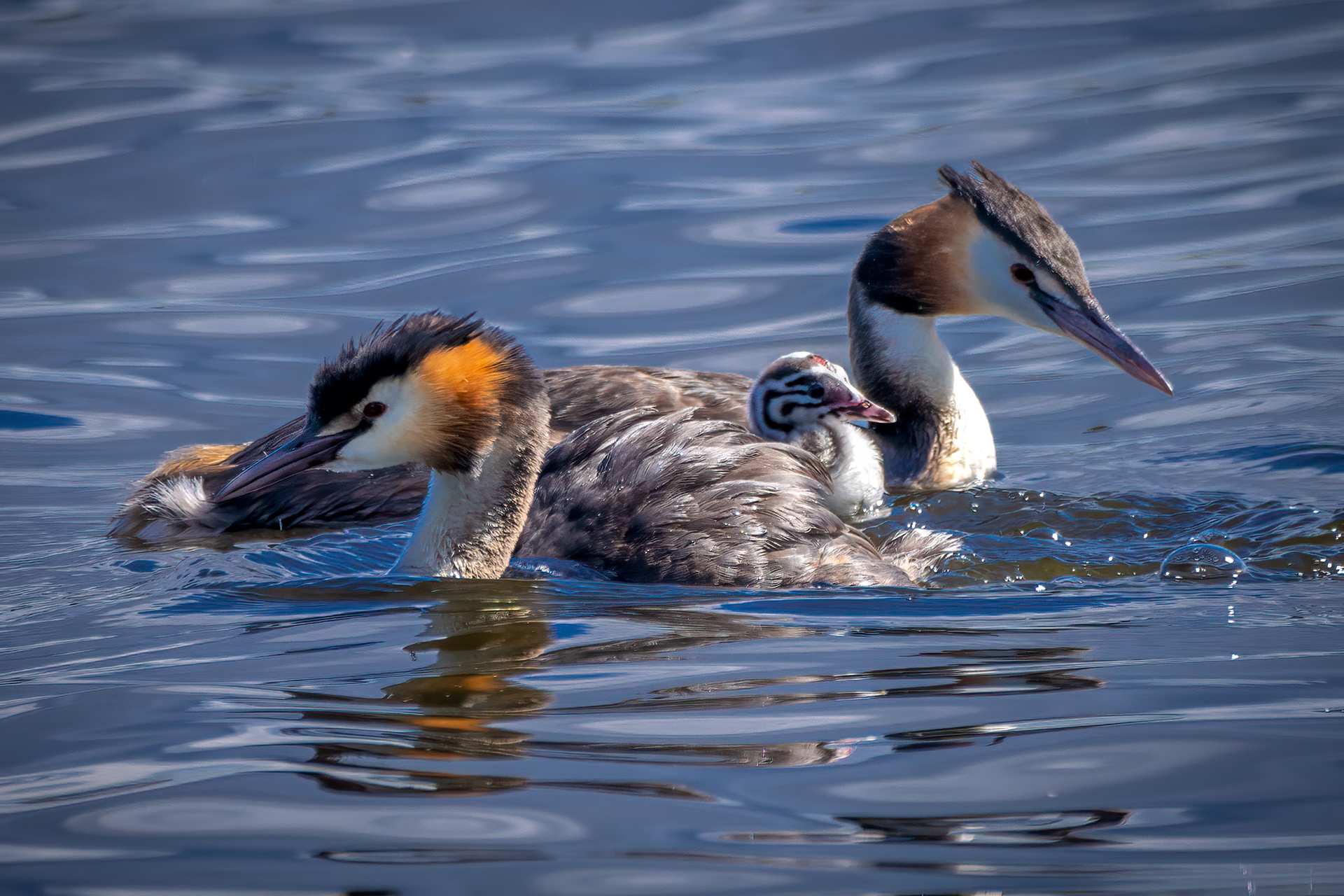 Great Crested Grebes and Chick