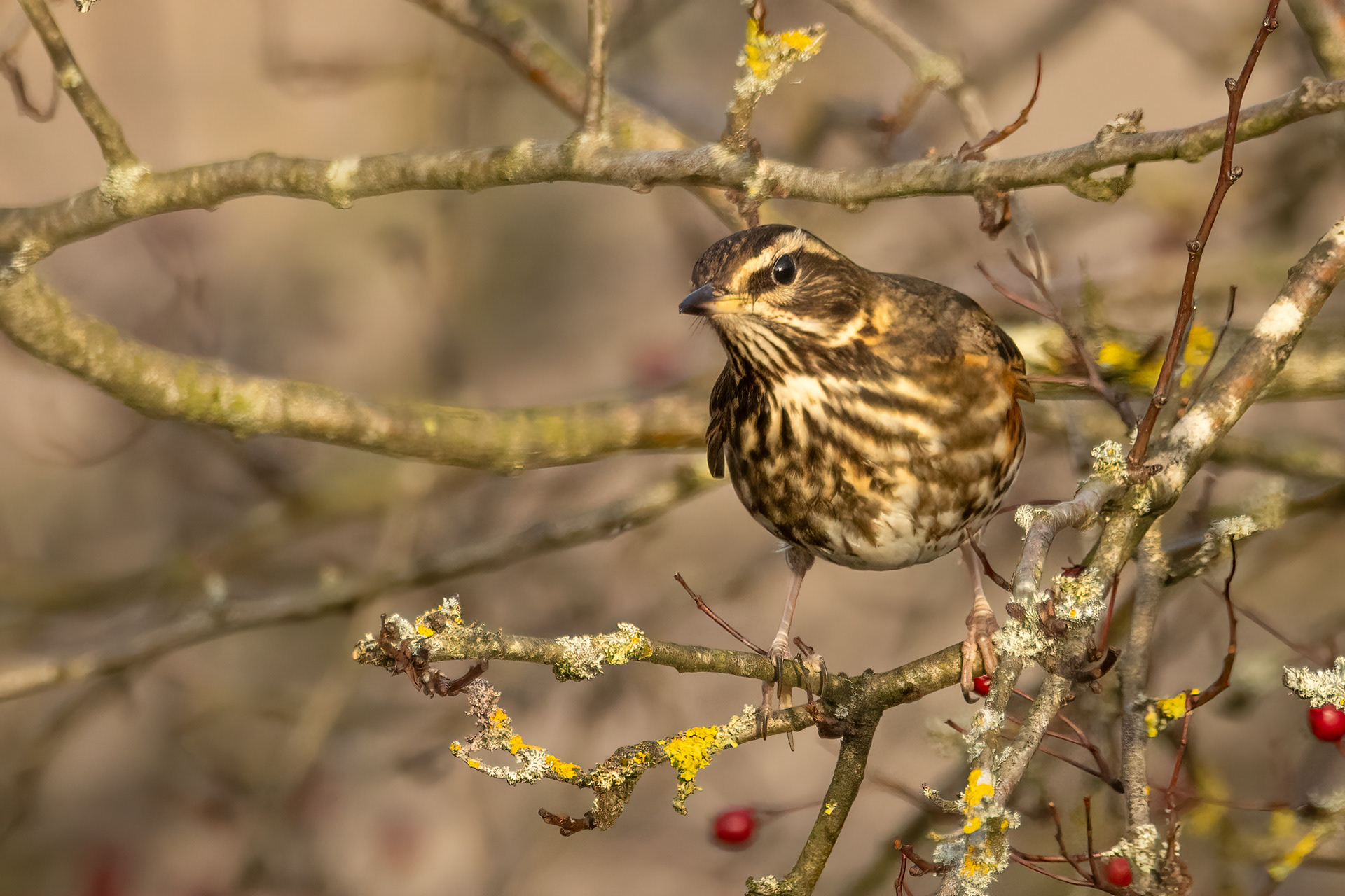 Redwing