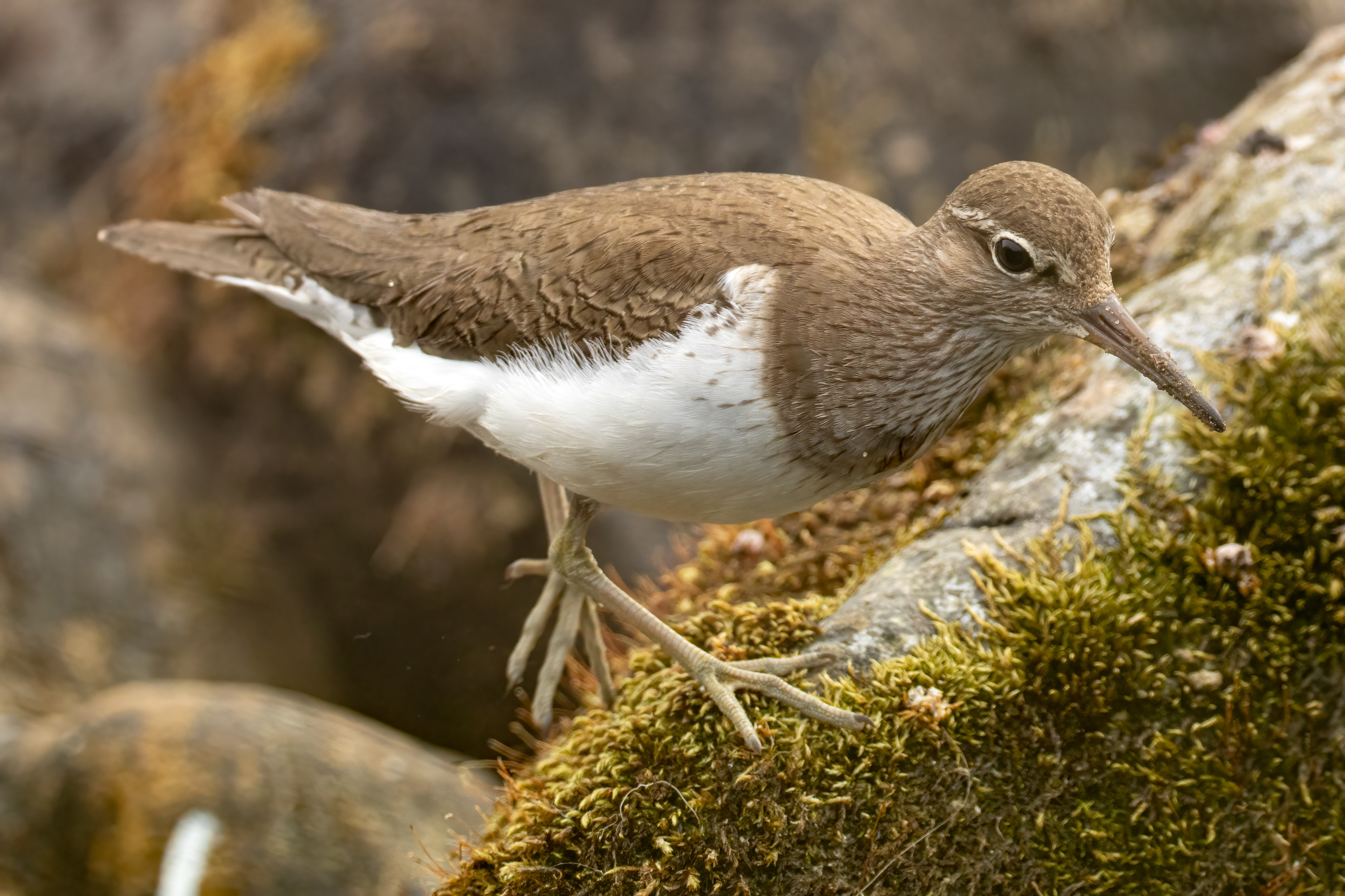 Sandpiper