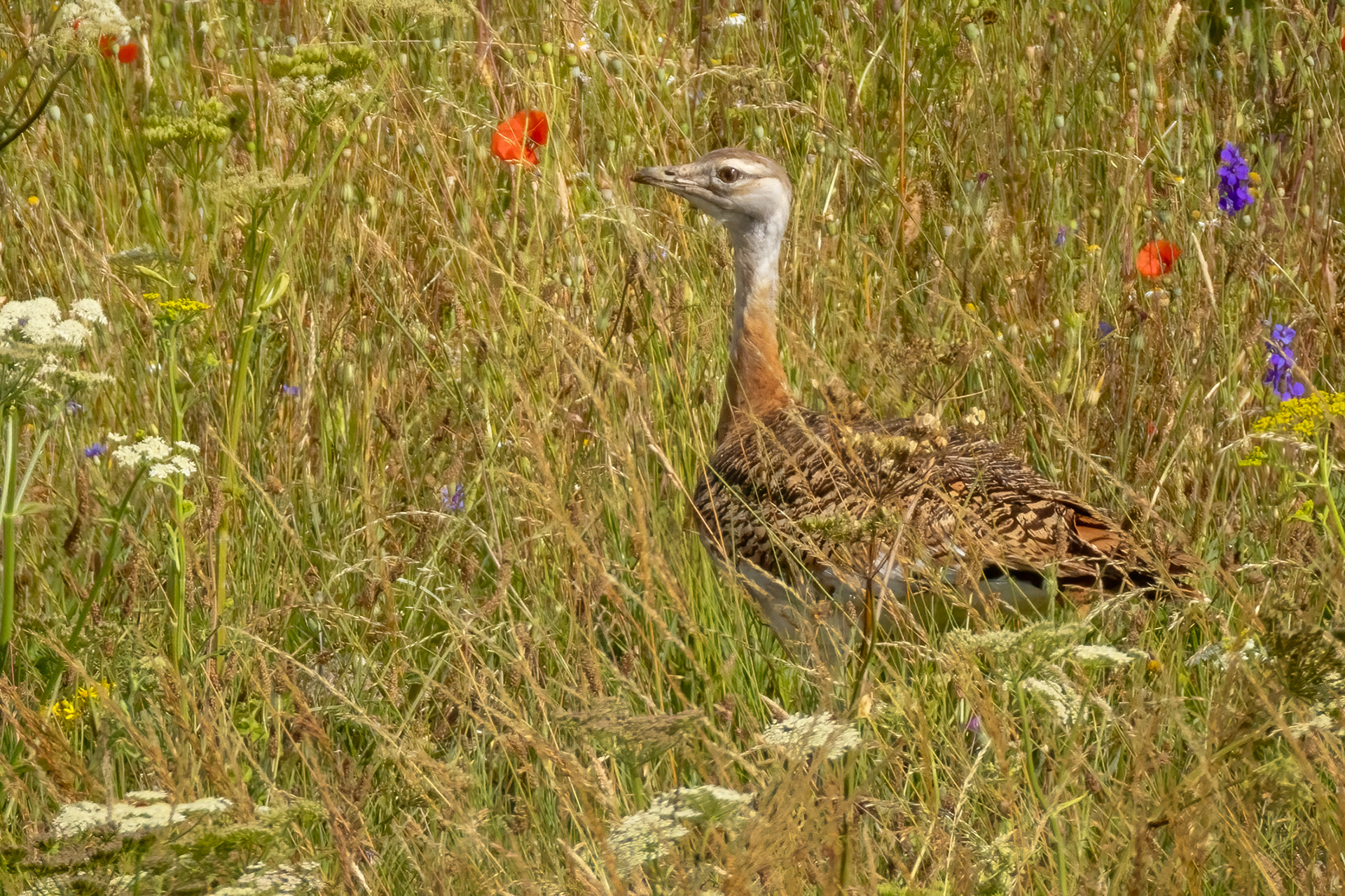 Great Bustard