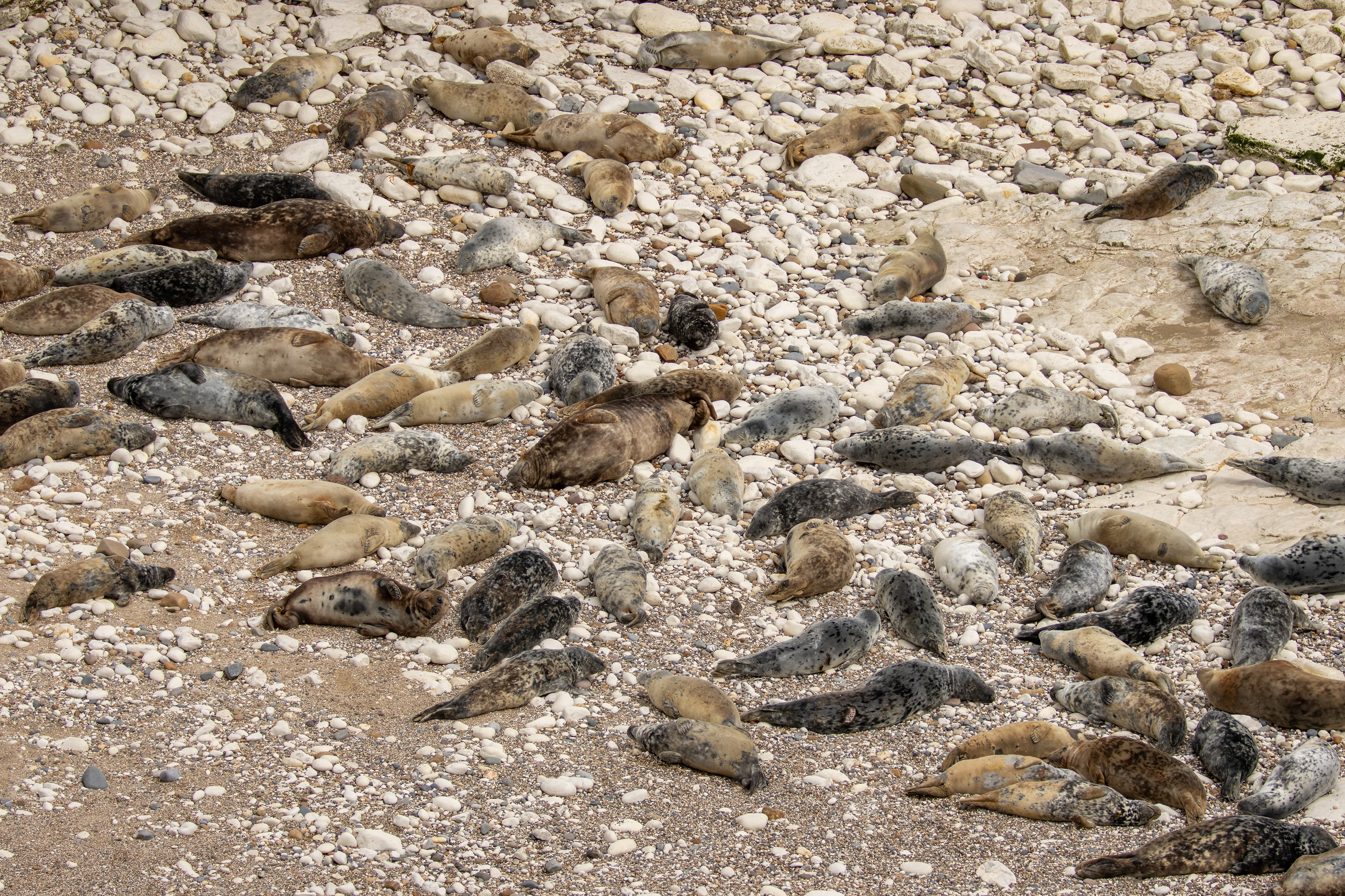 Seals (Flamborough South Landing)