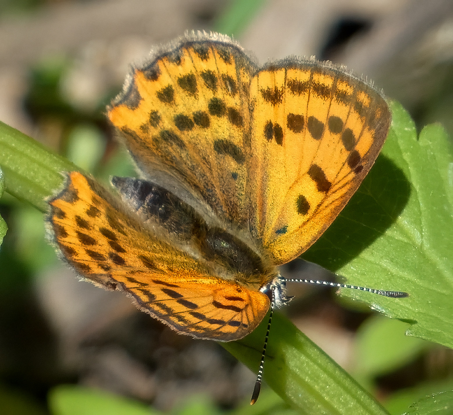 Sooty Copper Butterfly (Montenegro)