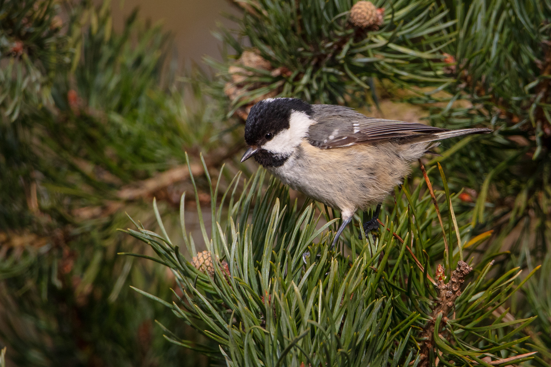 Coal Tit