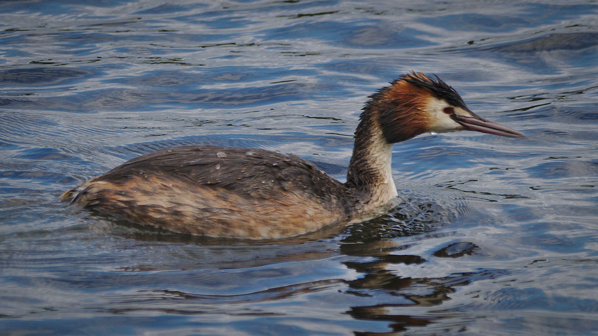 Great Crested Grebe