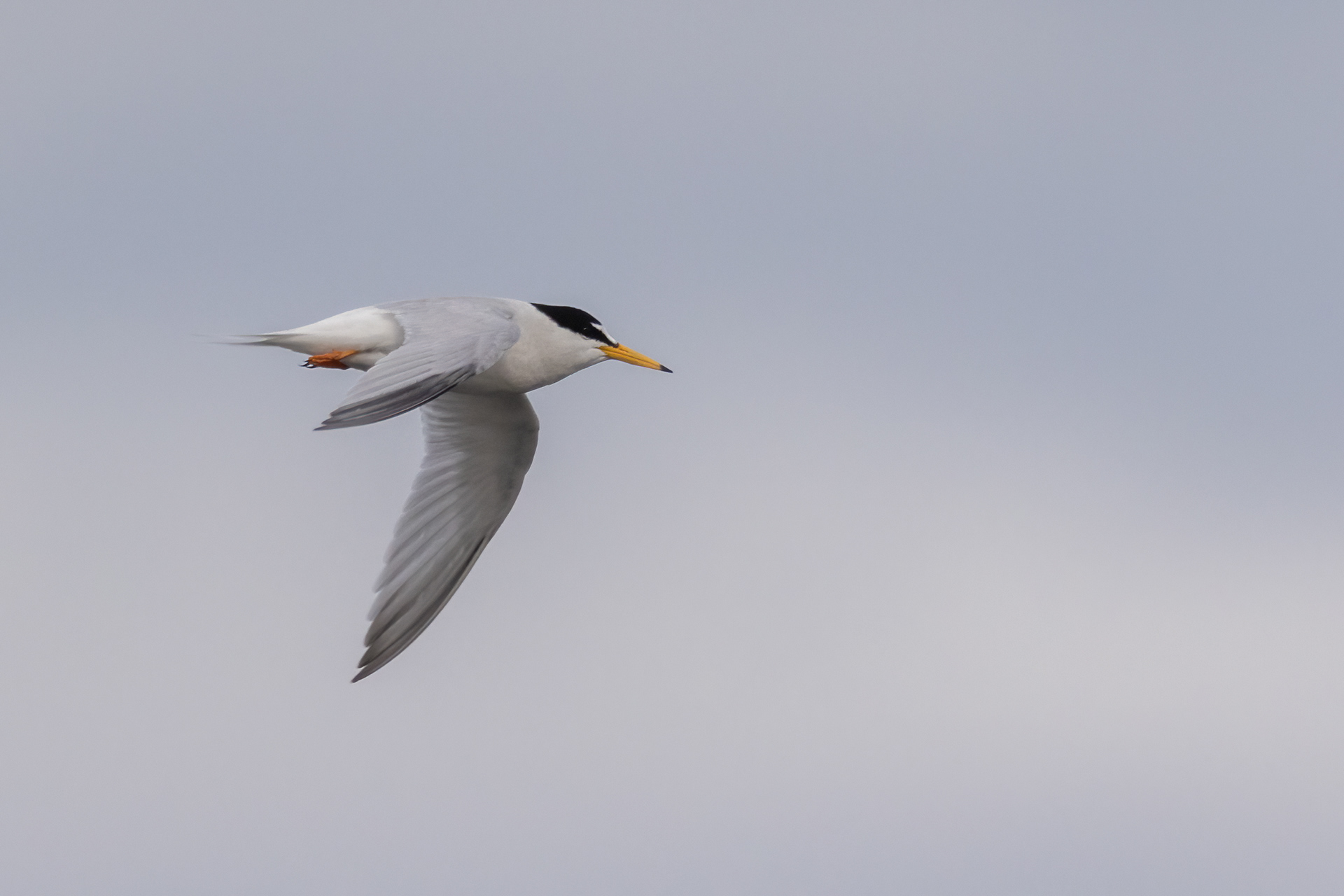 Little Tern