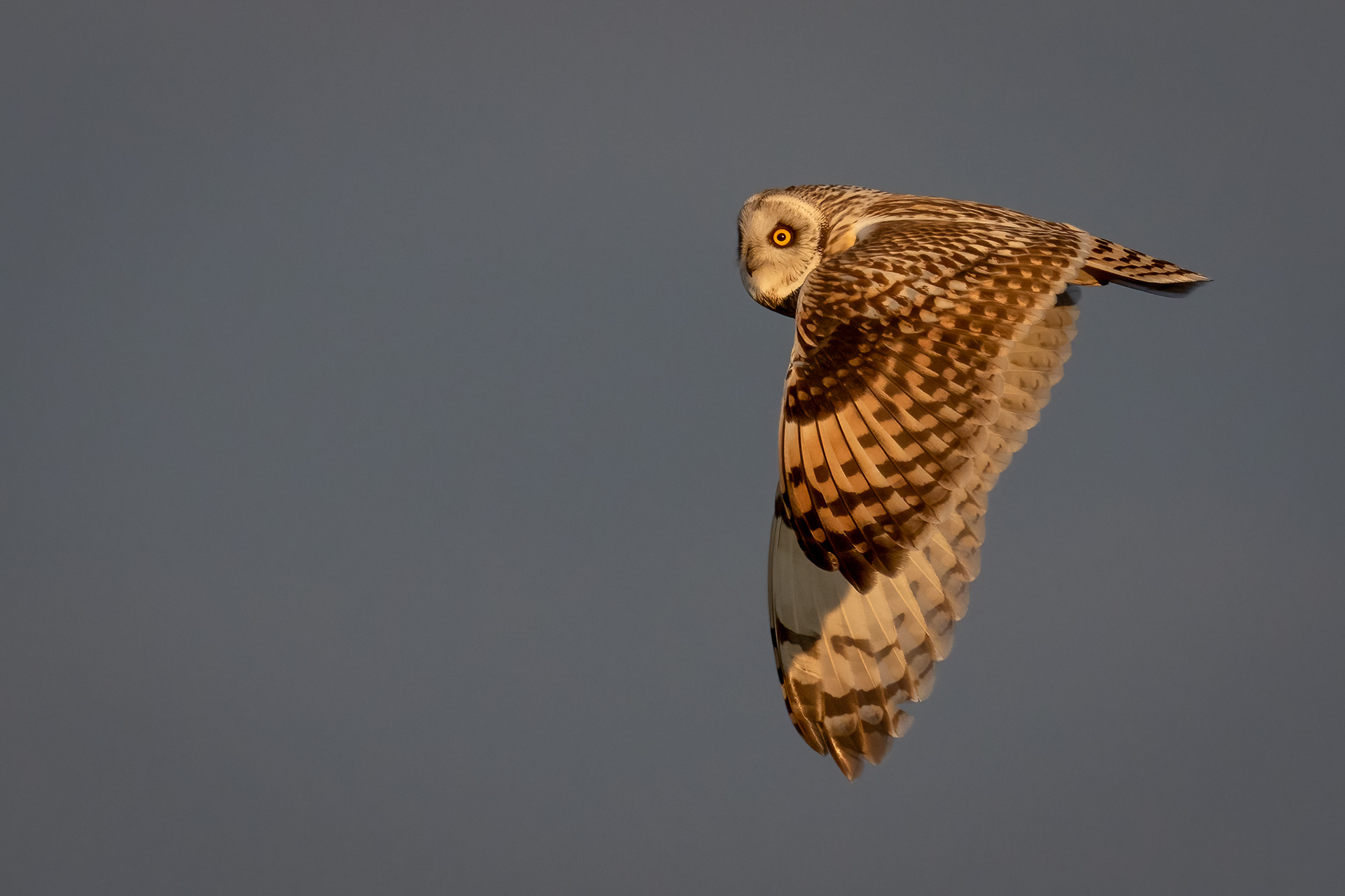 Short-eared Owl