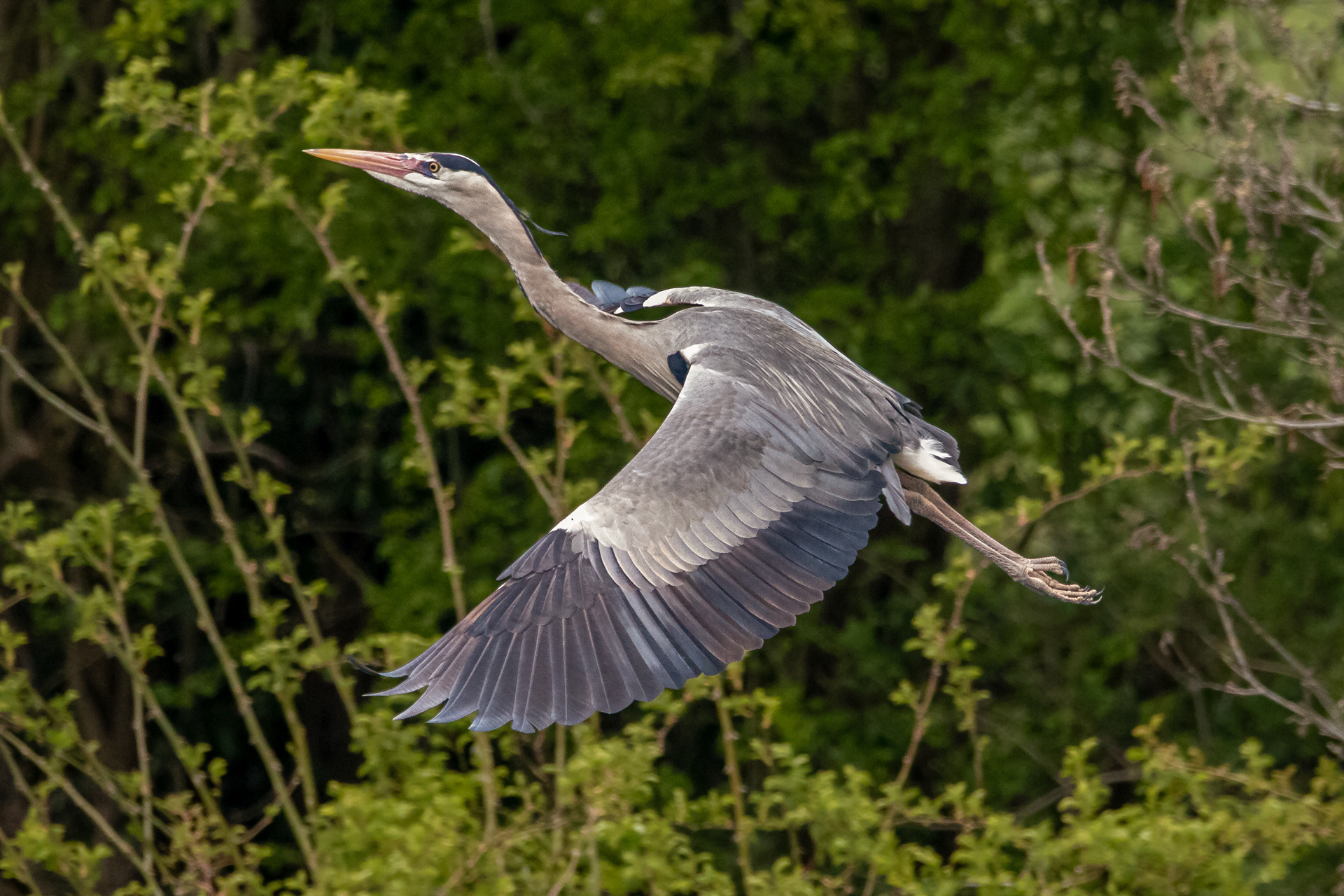 Grey Heron
