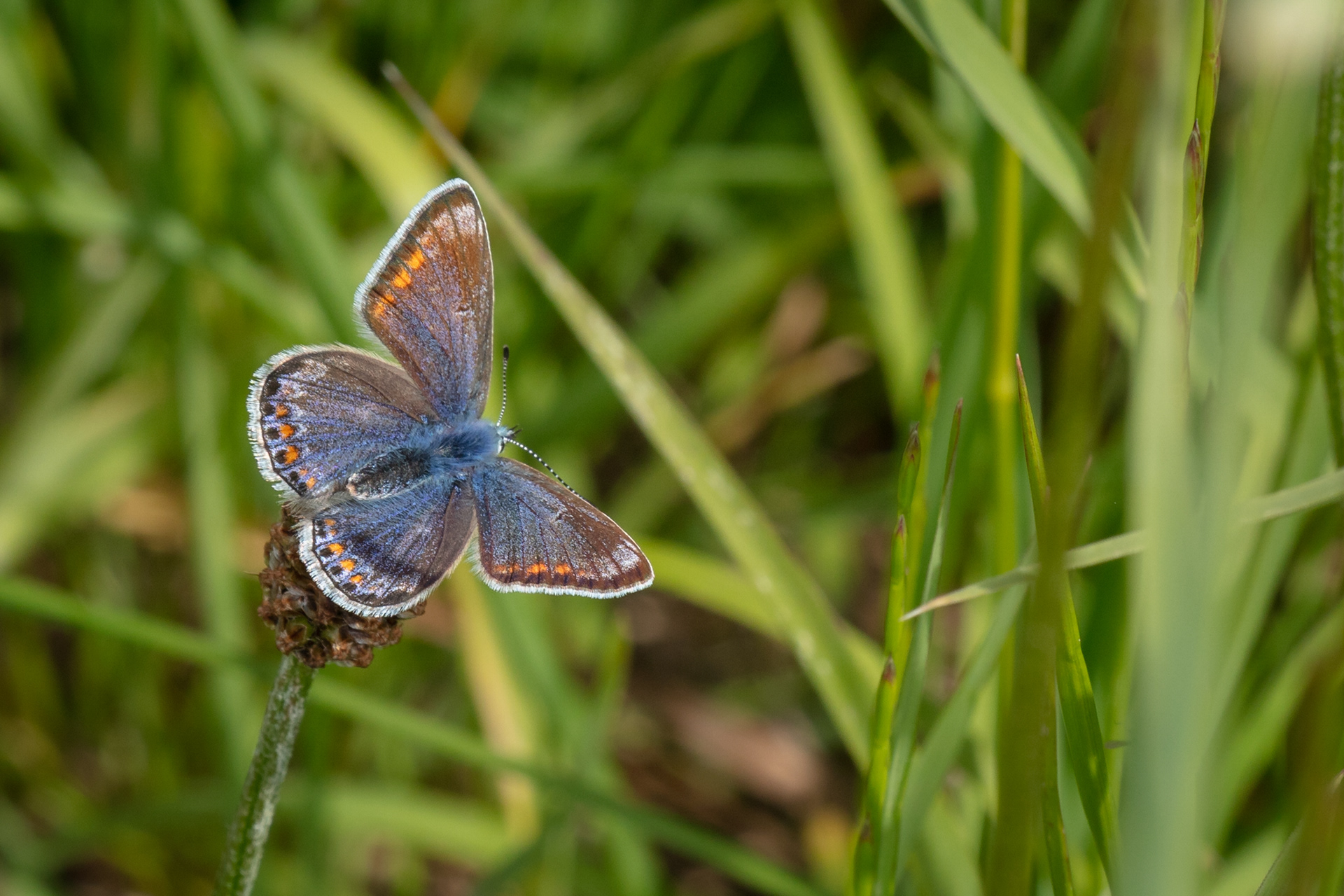 Common Blue Butterfly (Female)