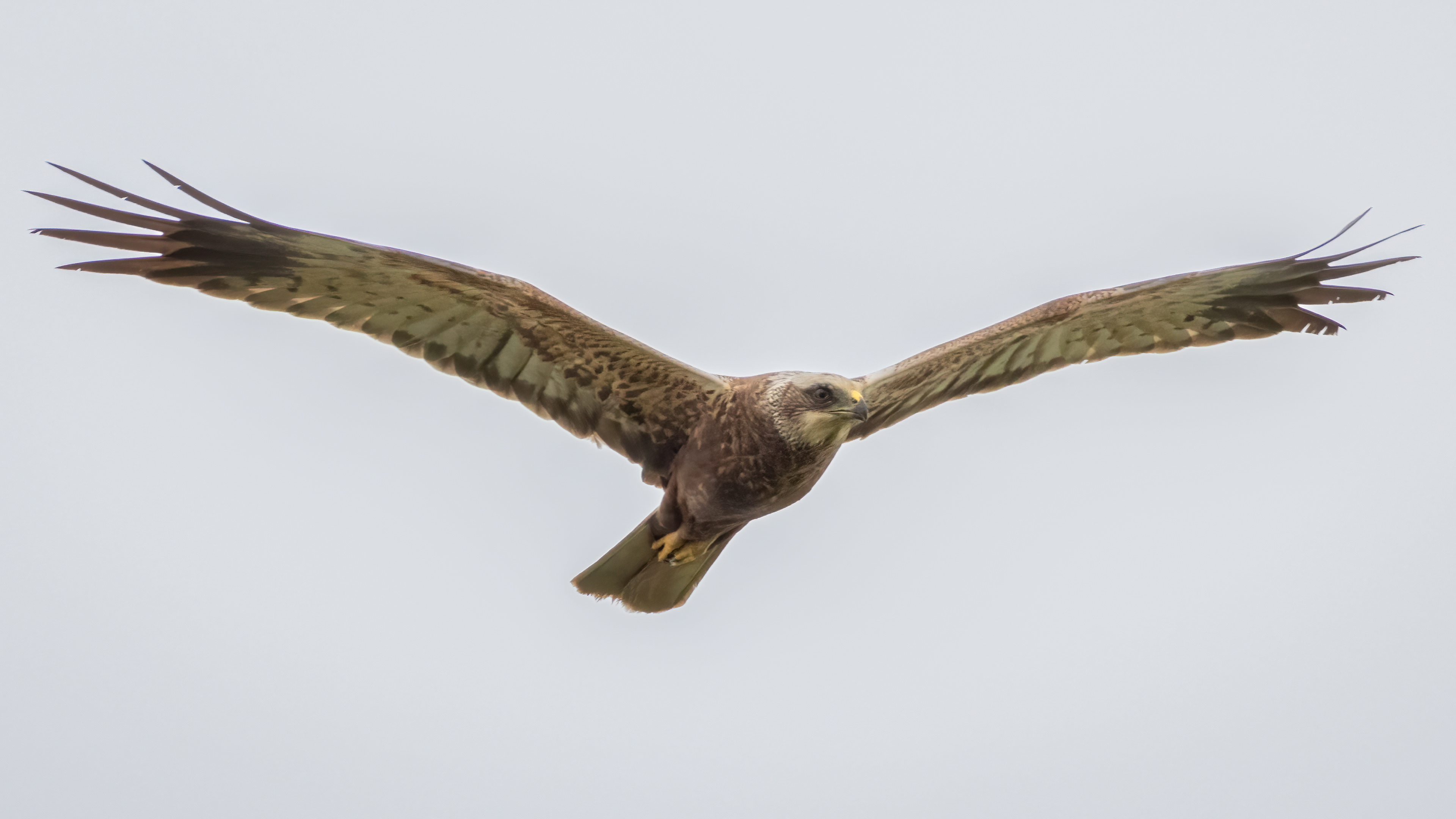 Marsh Harrier (female)