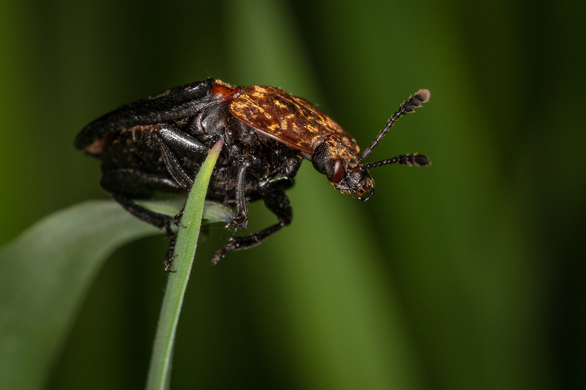 Red Breasted Carrion Beetle