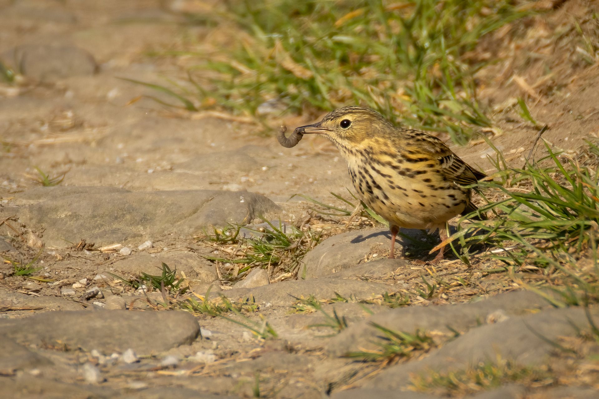 Meadow Pipit