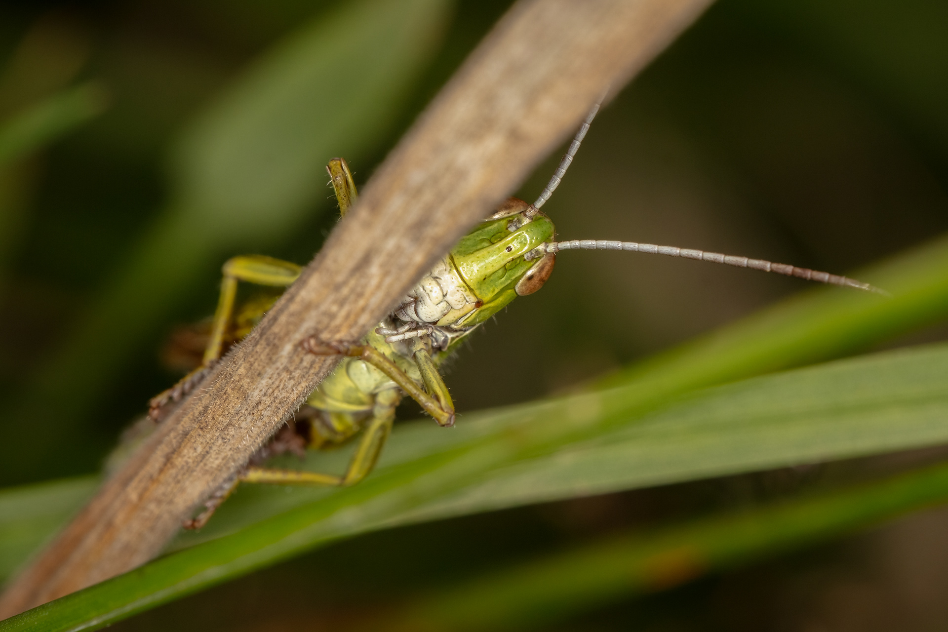 Common Green Grasshopper