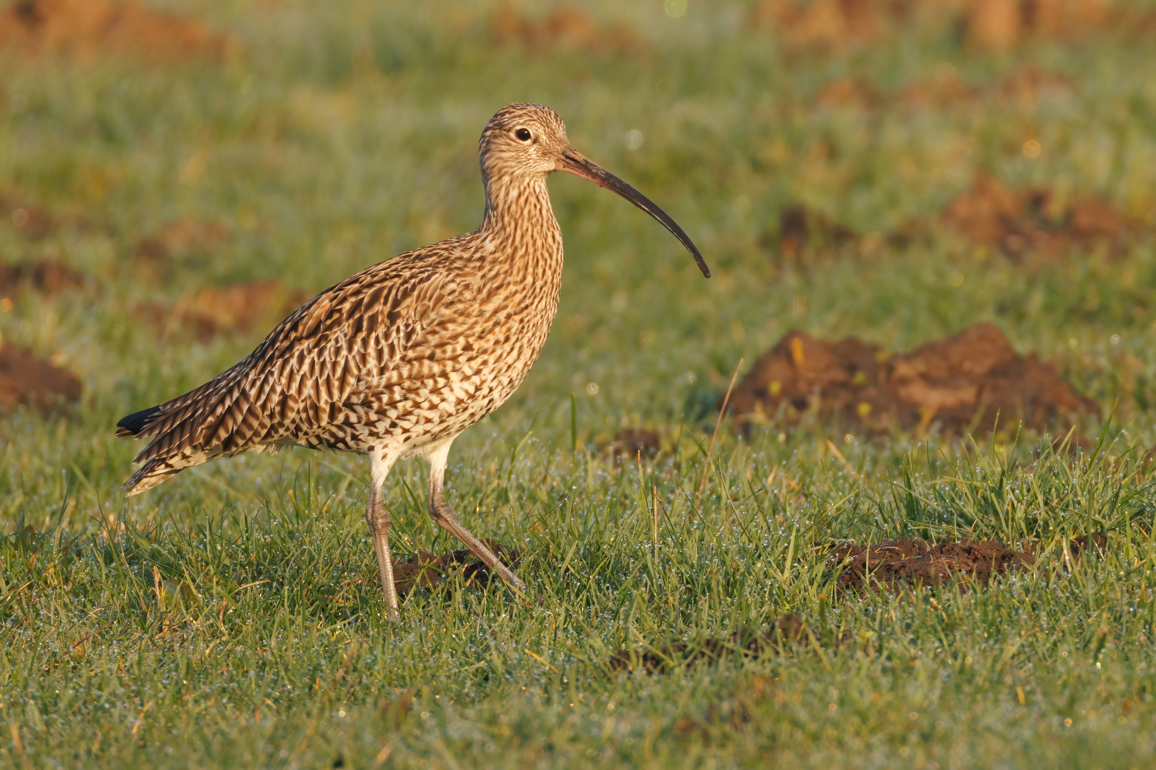 Curlew