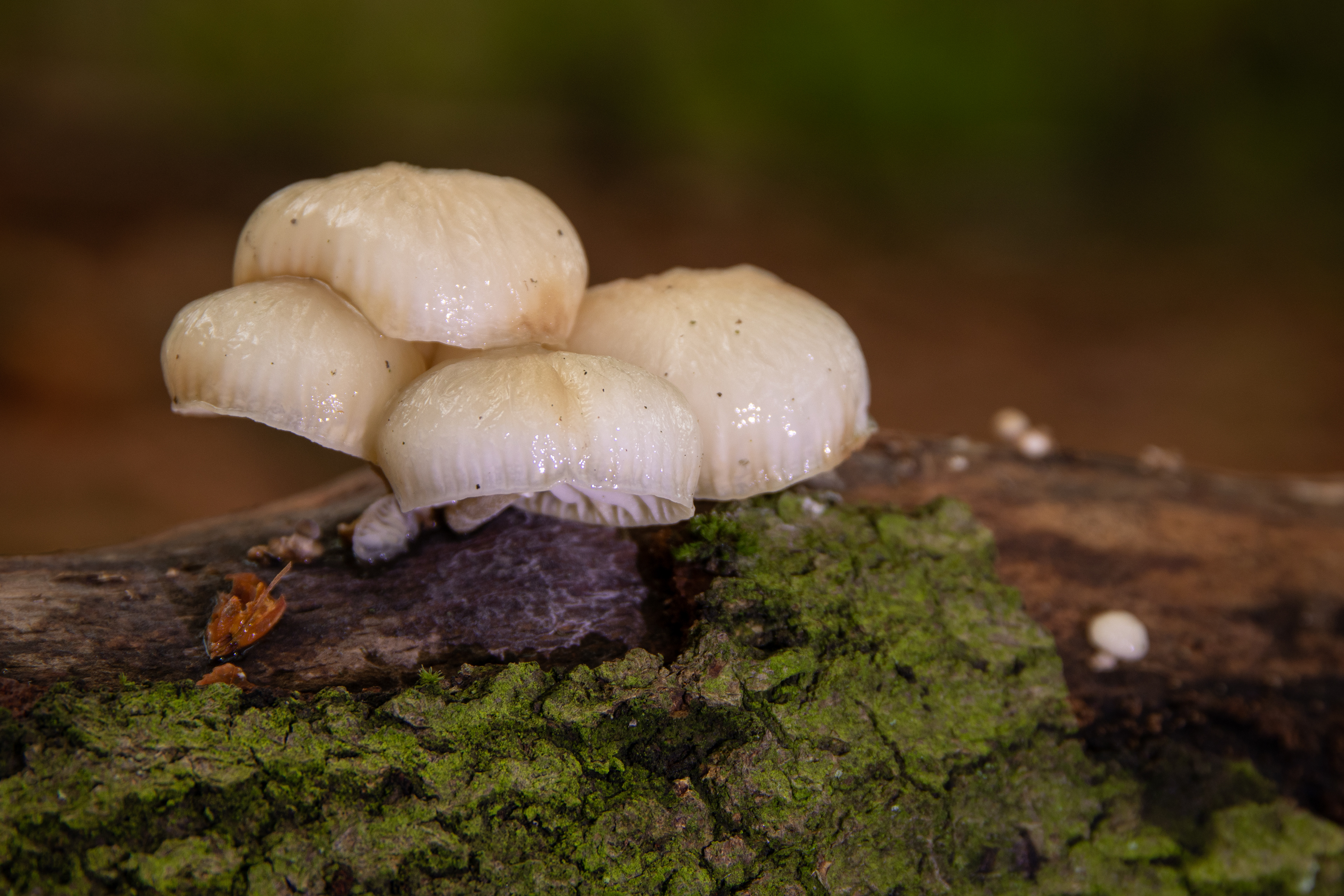Porcelain Mushroom