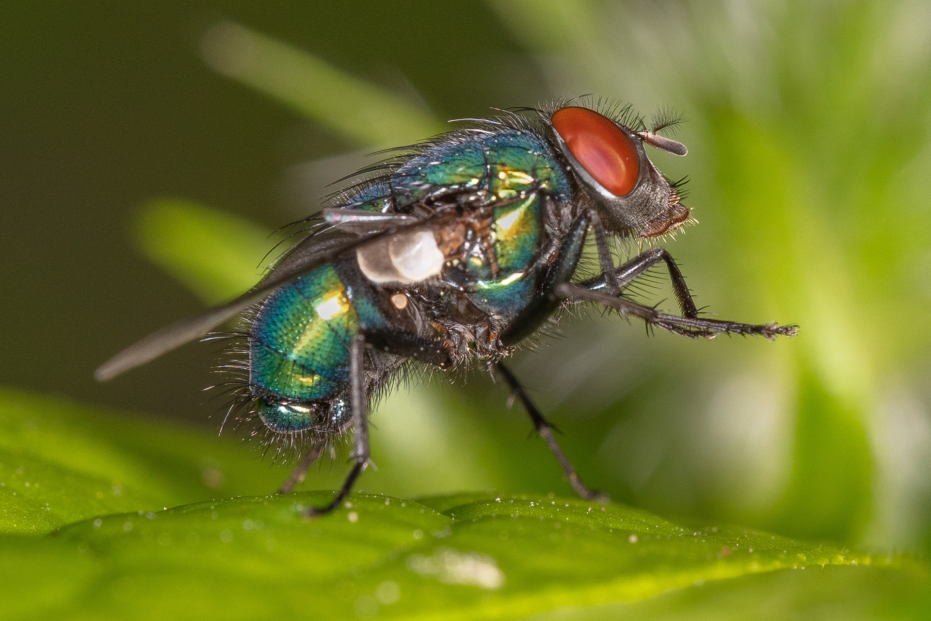 Common Green Bottle Fly