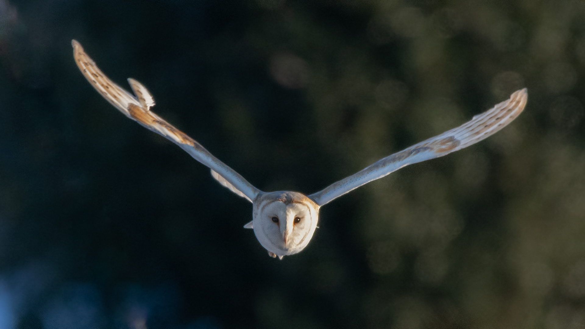 Barn Owl