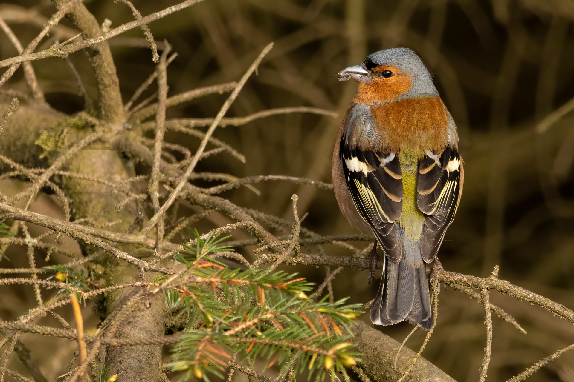 Chaffinch (male)