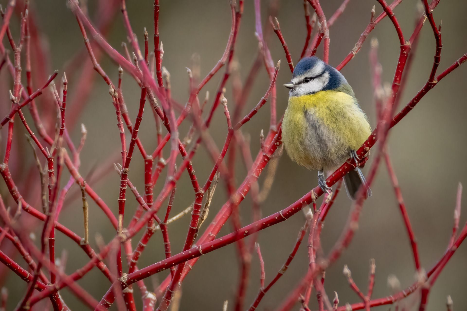 Blue Tit