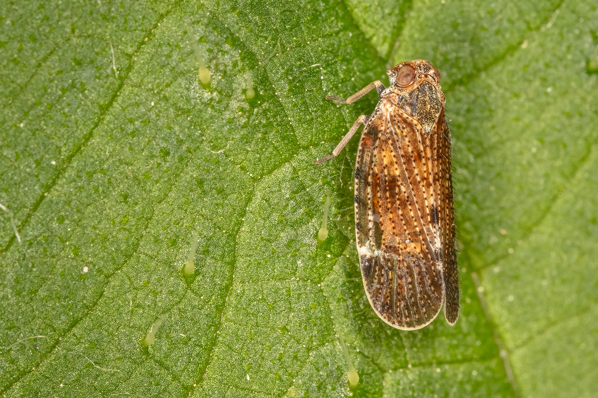 Lacehopper (Cixiidae)