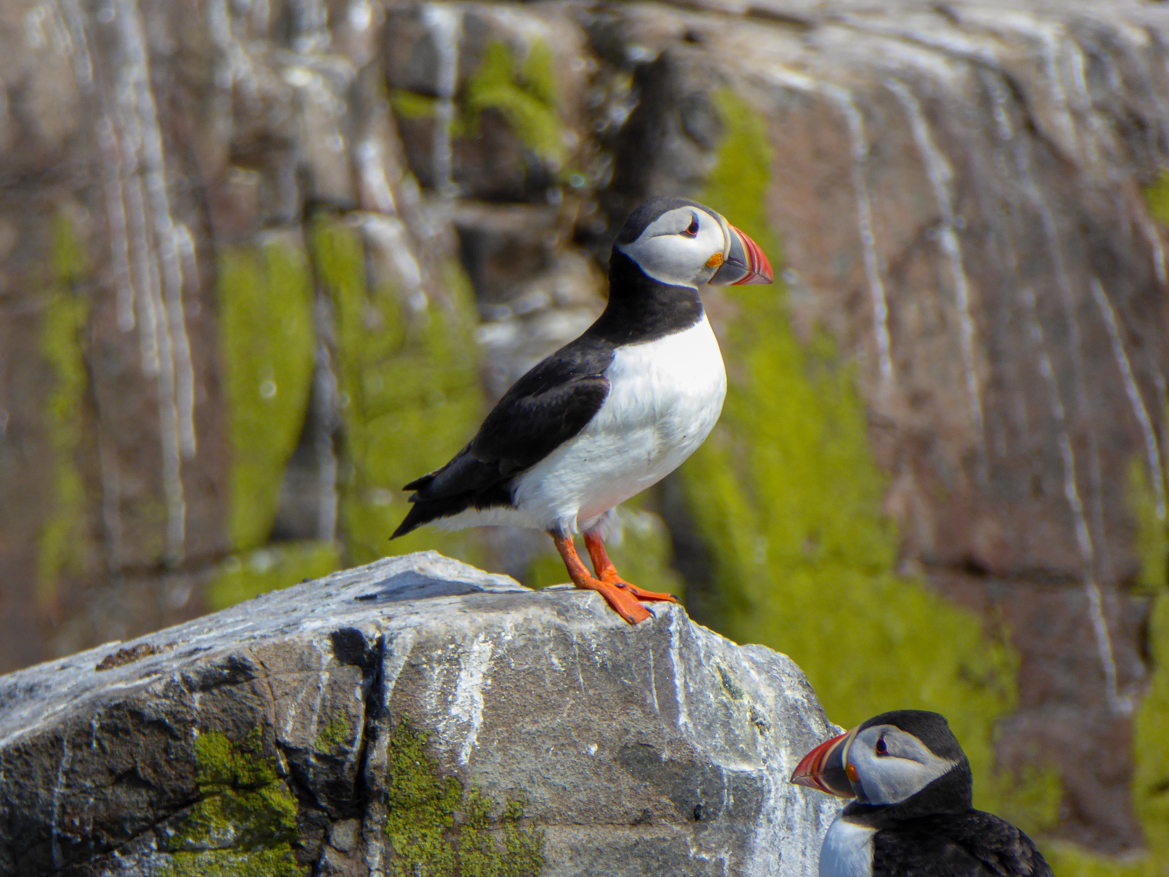 Puffin