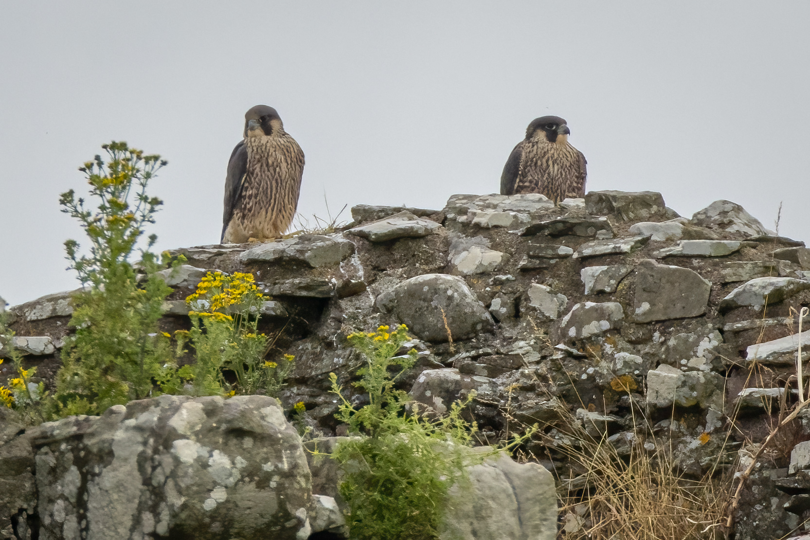 Peregrine Falcons
