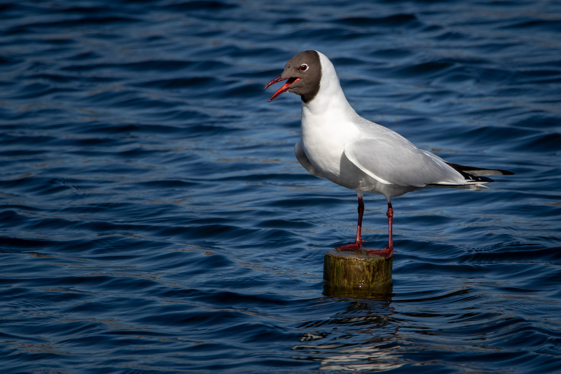 Black-headed Gull