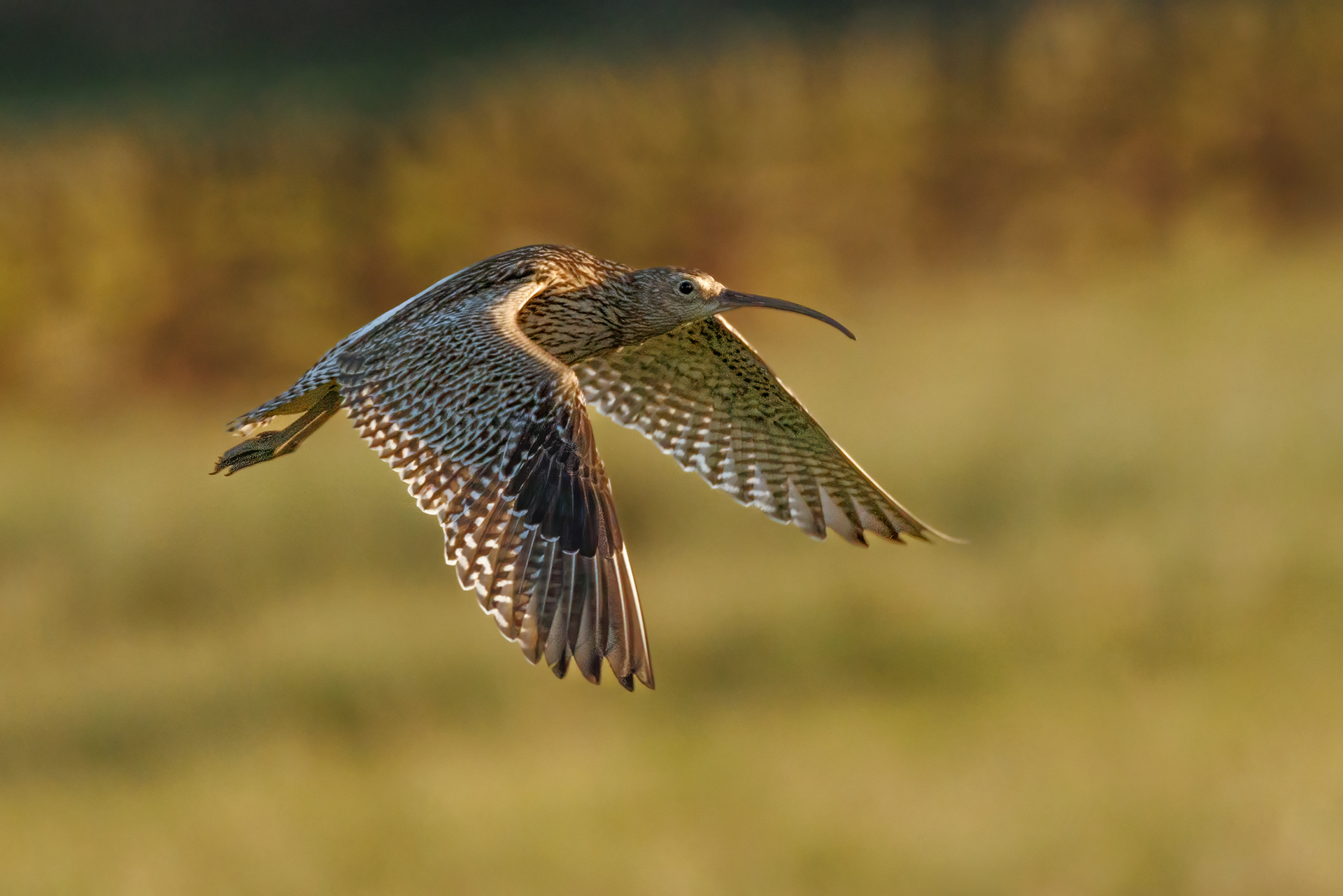 Curlew