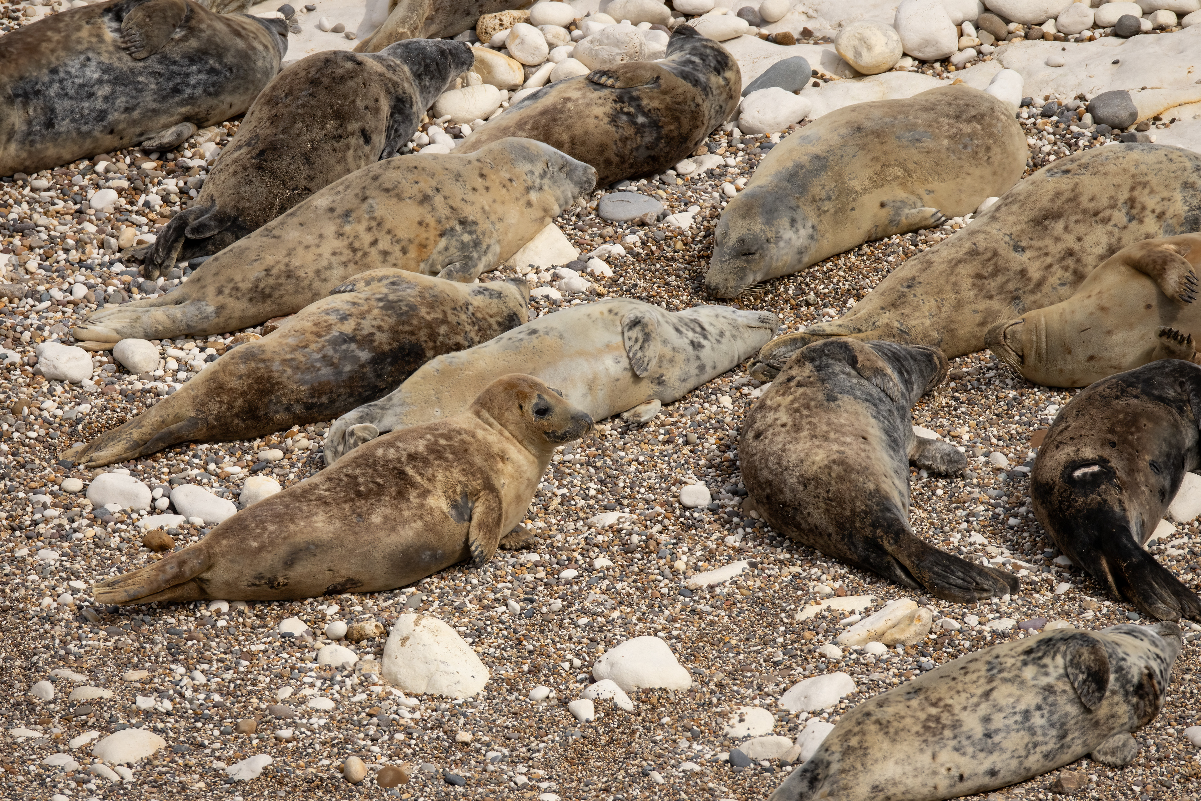 Seals (Flamborough South Landing)