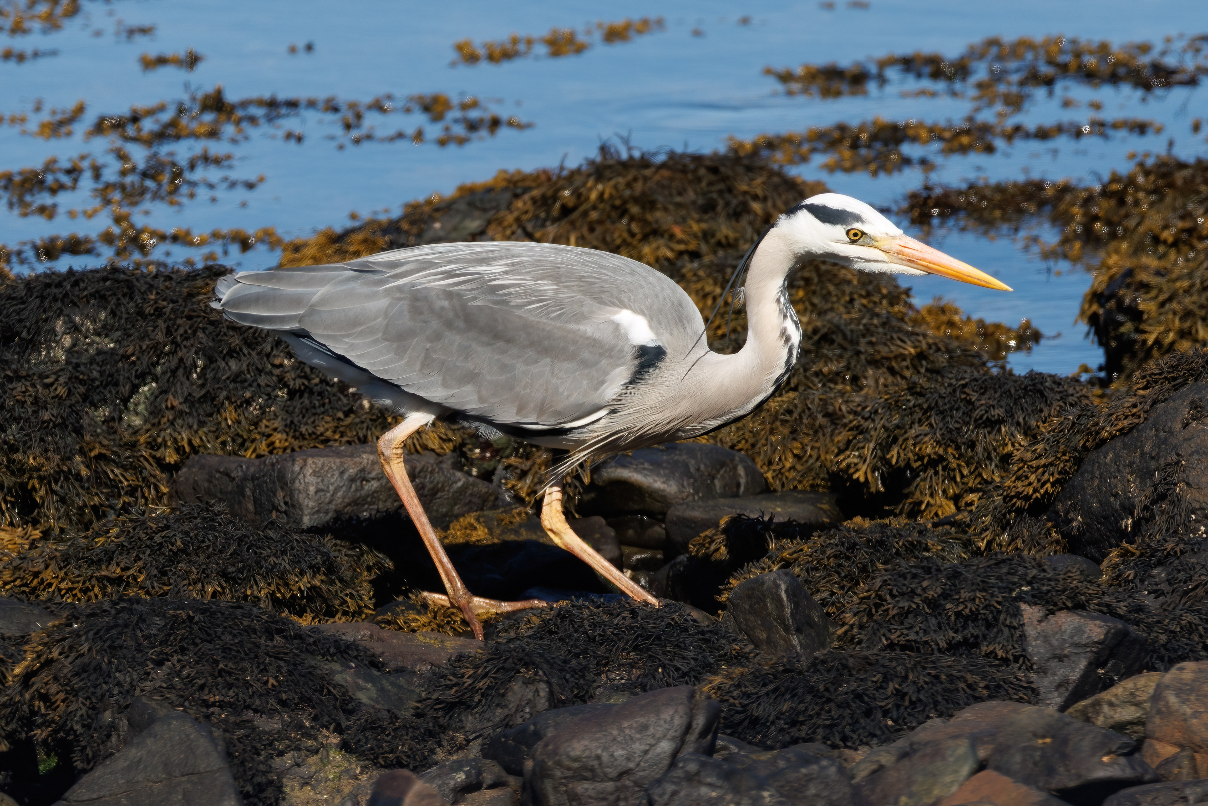 Grey Heron