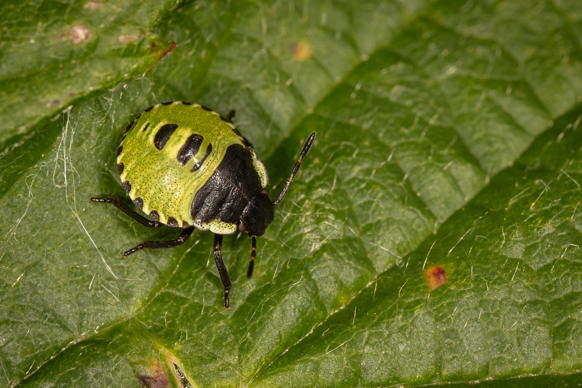 Green Shieldbug Nymph
