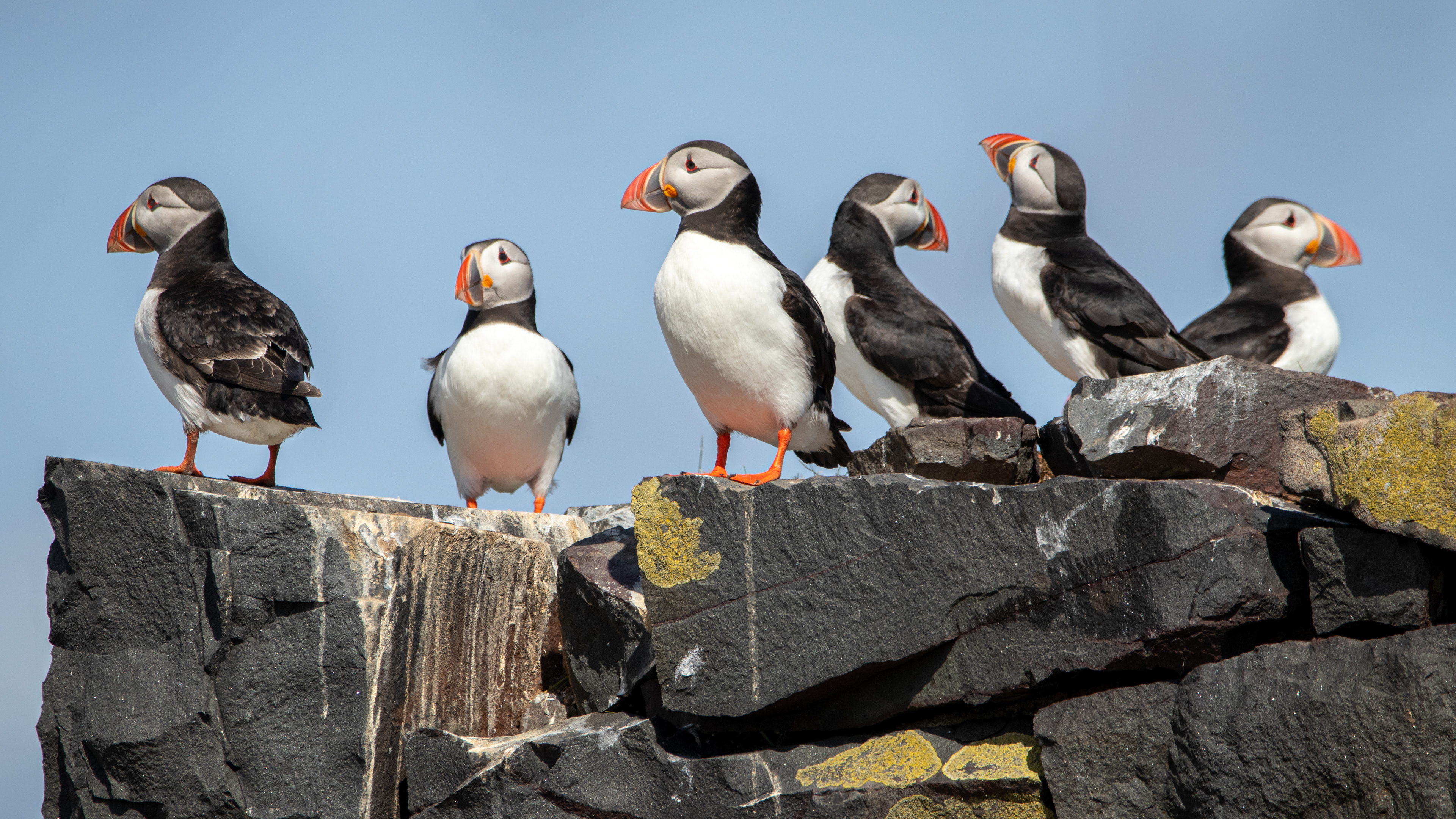 Puffins
