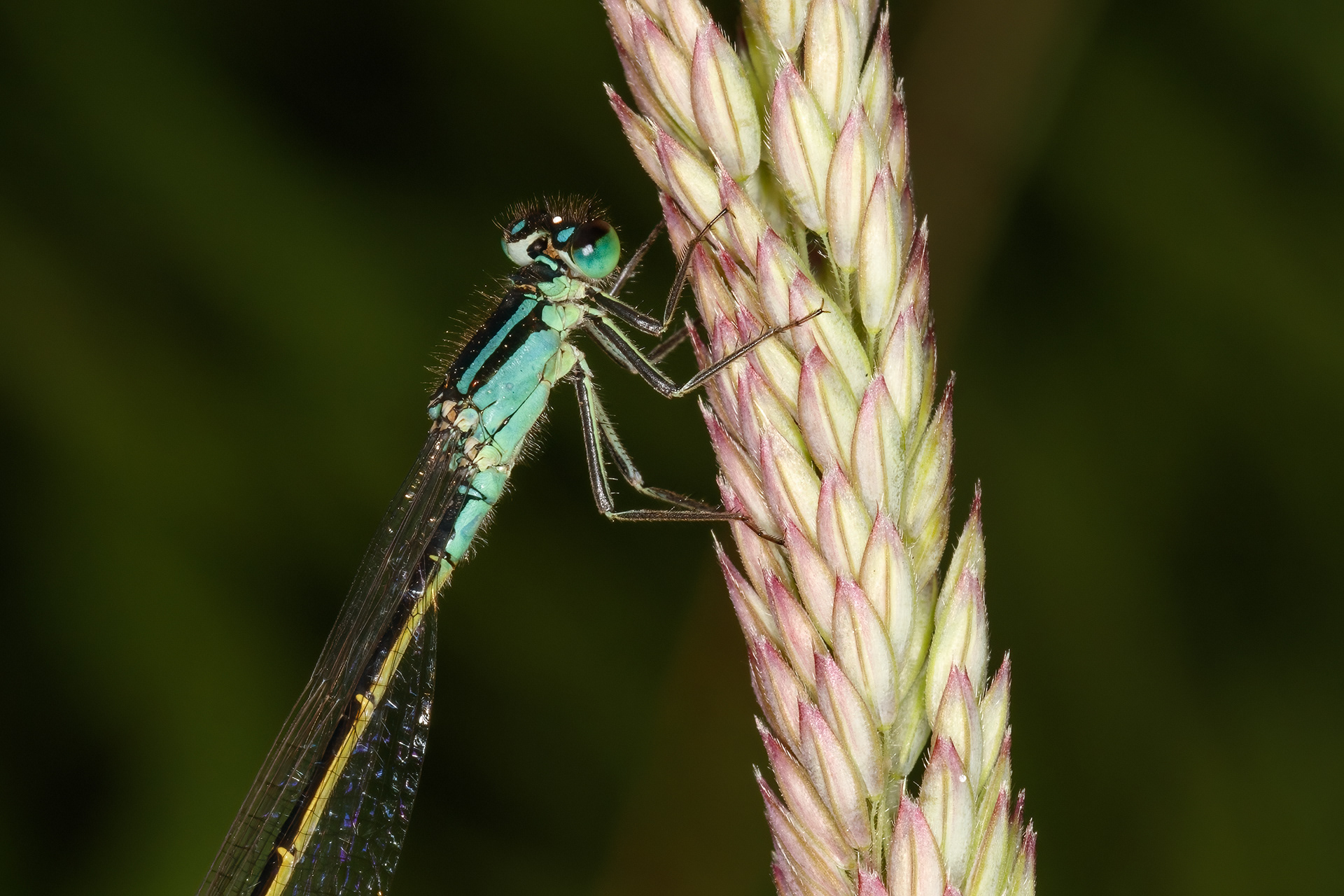 Blue-tailed Damselfly