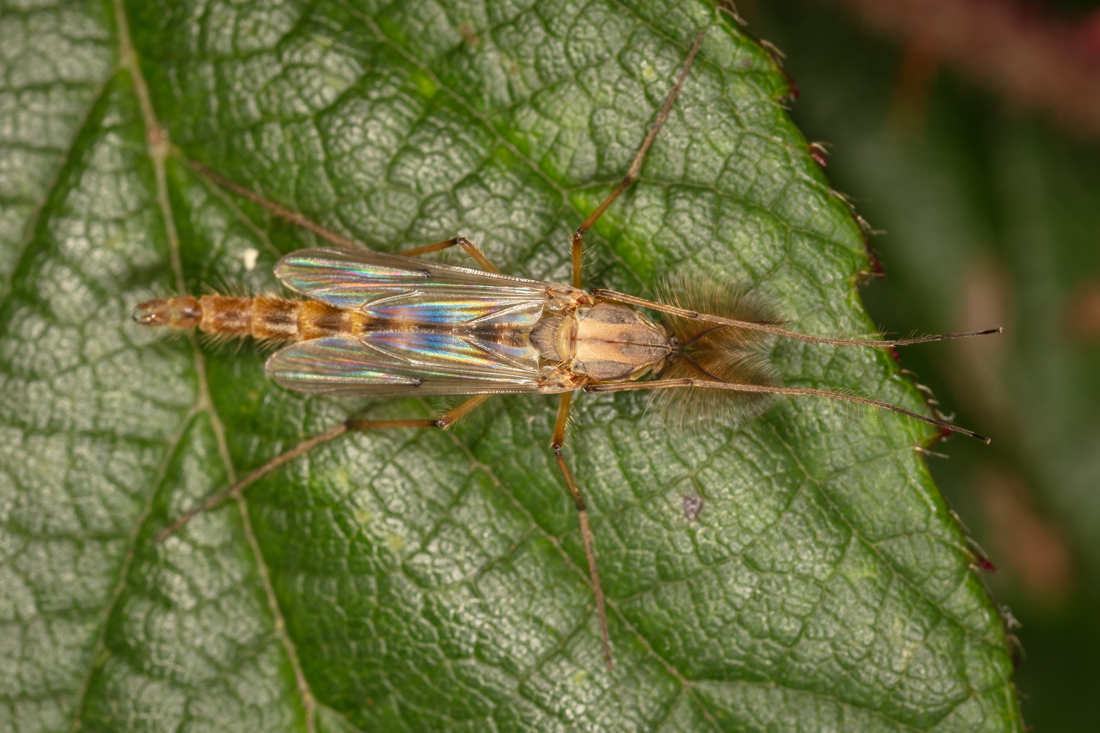 Midge Fly