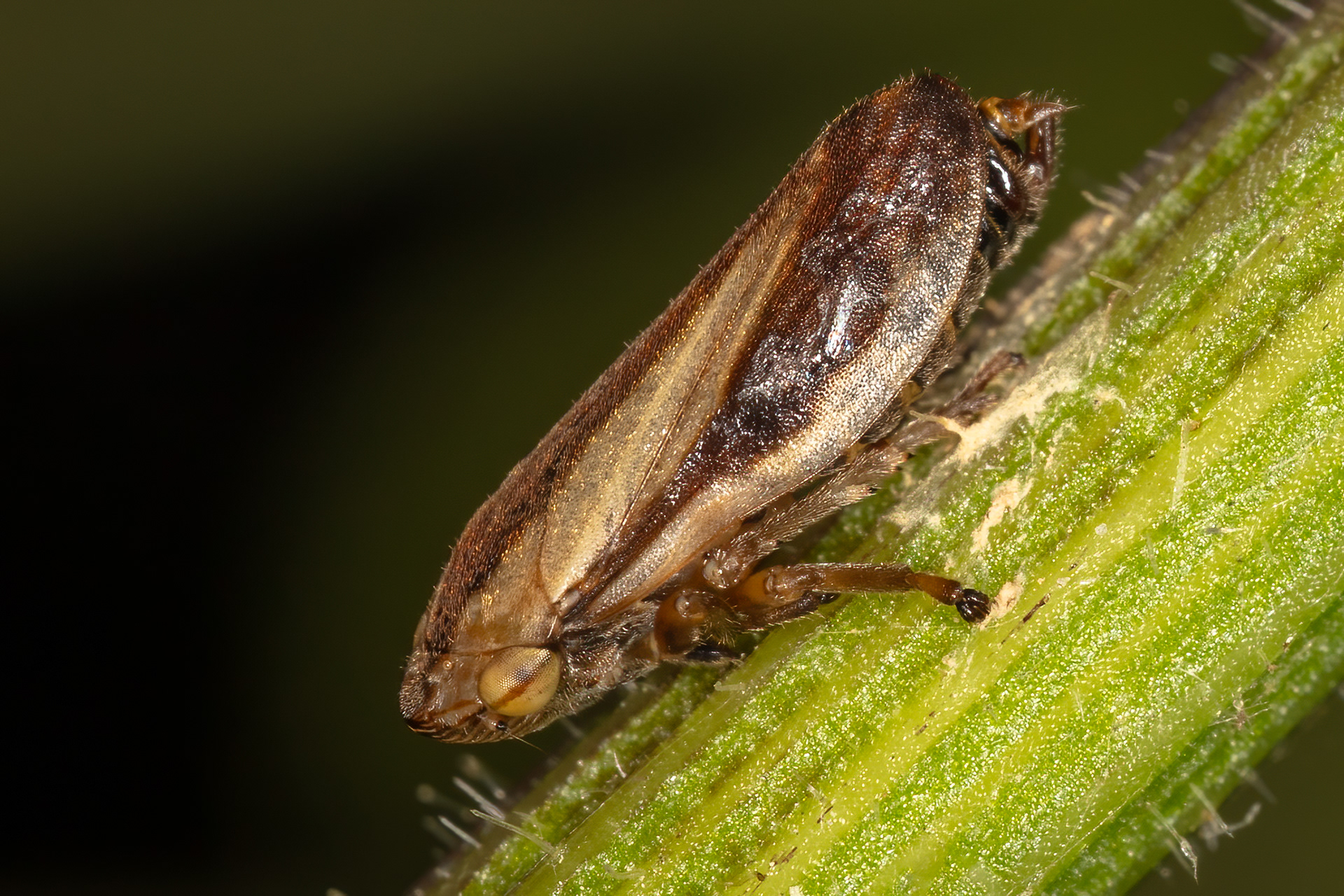 Froghopper