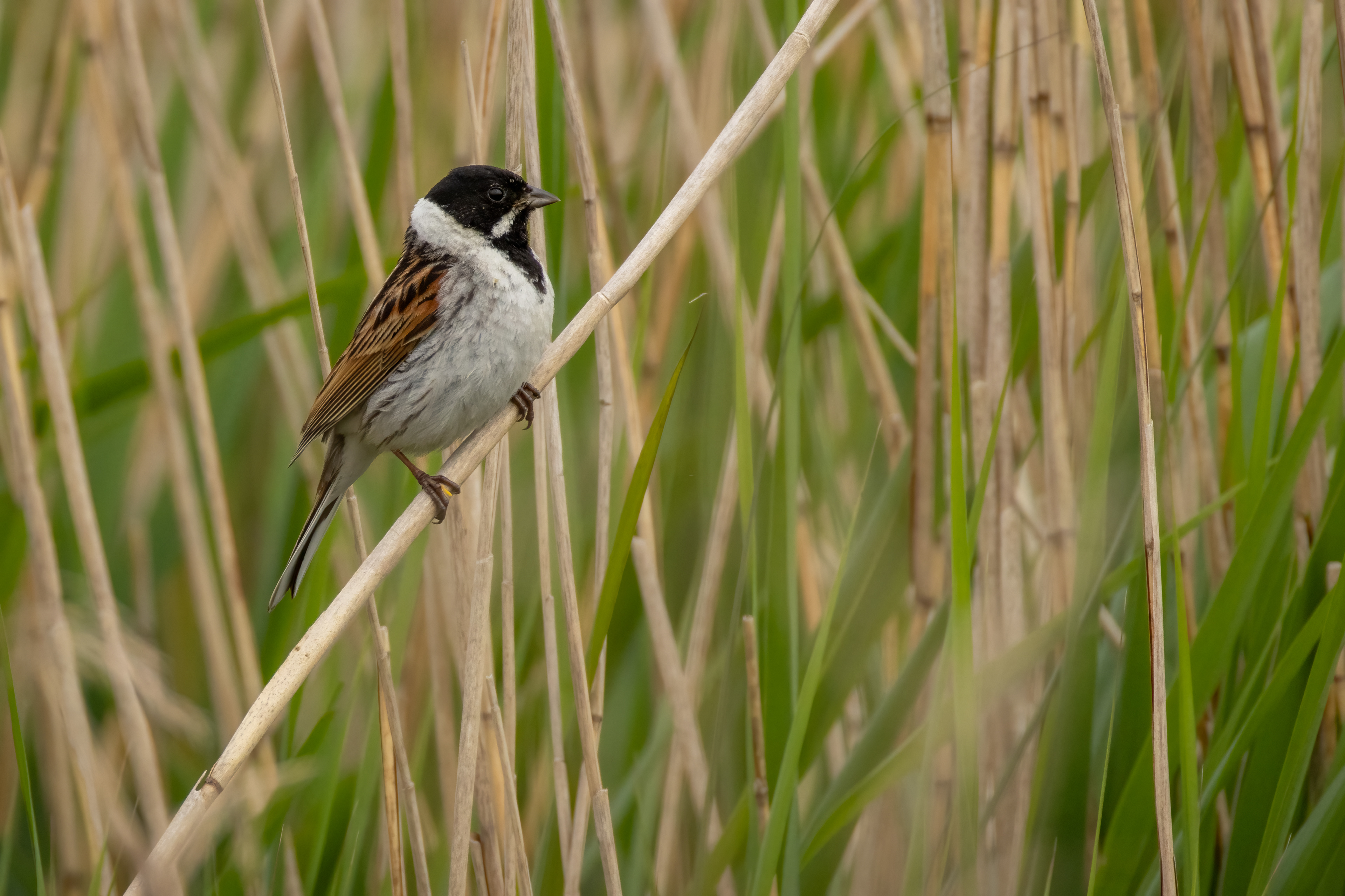 Reed Bunting (male)