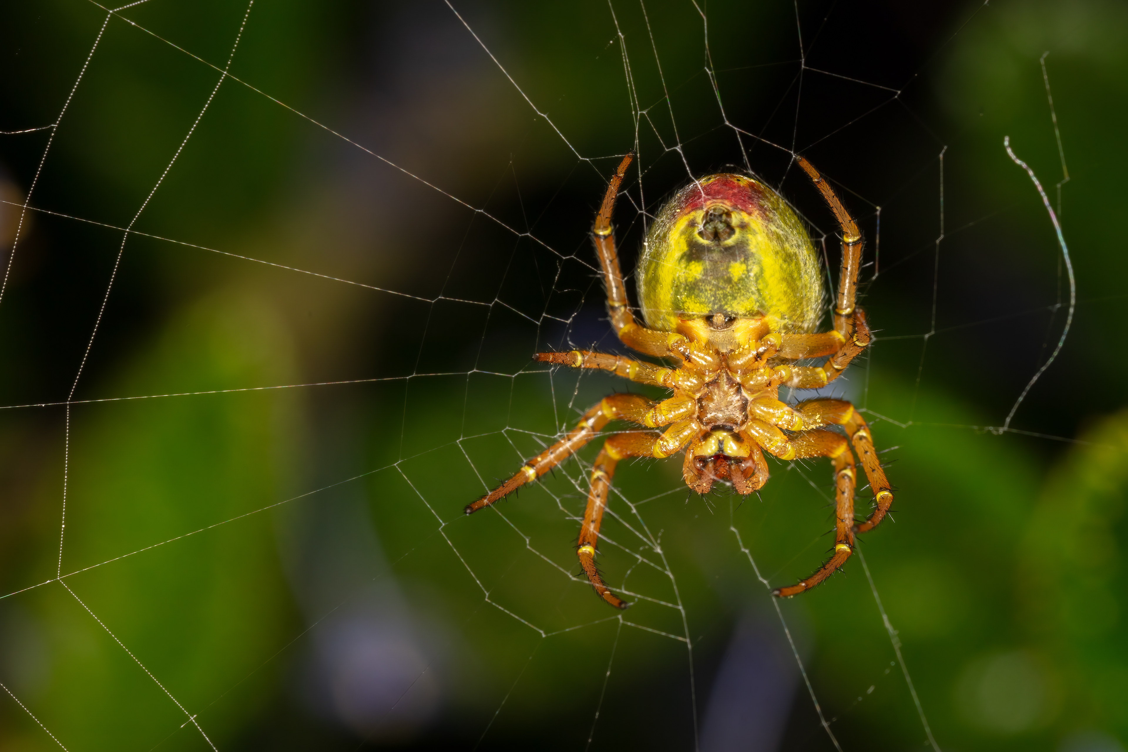 Spider (Araniella alpica, female)